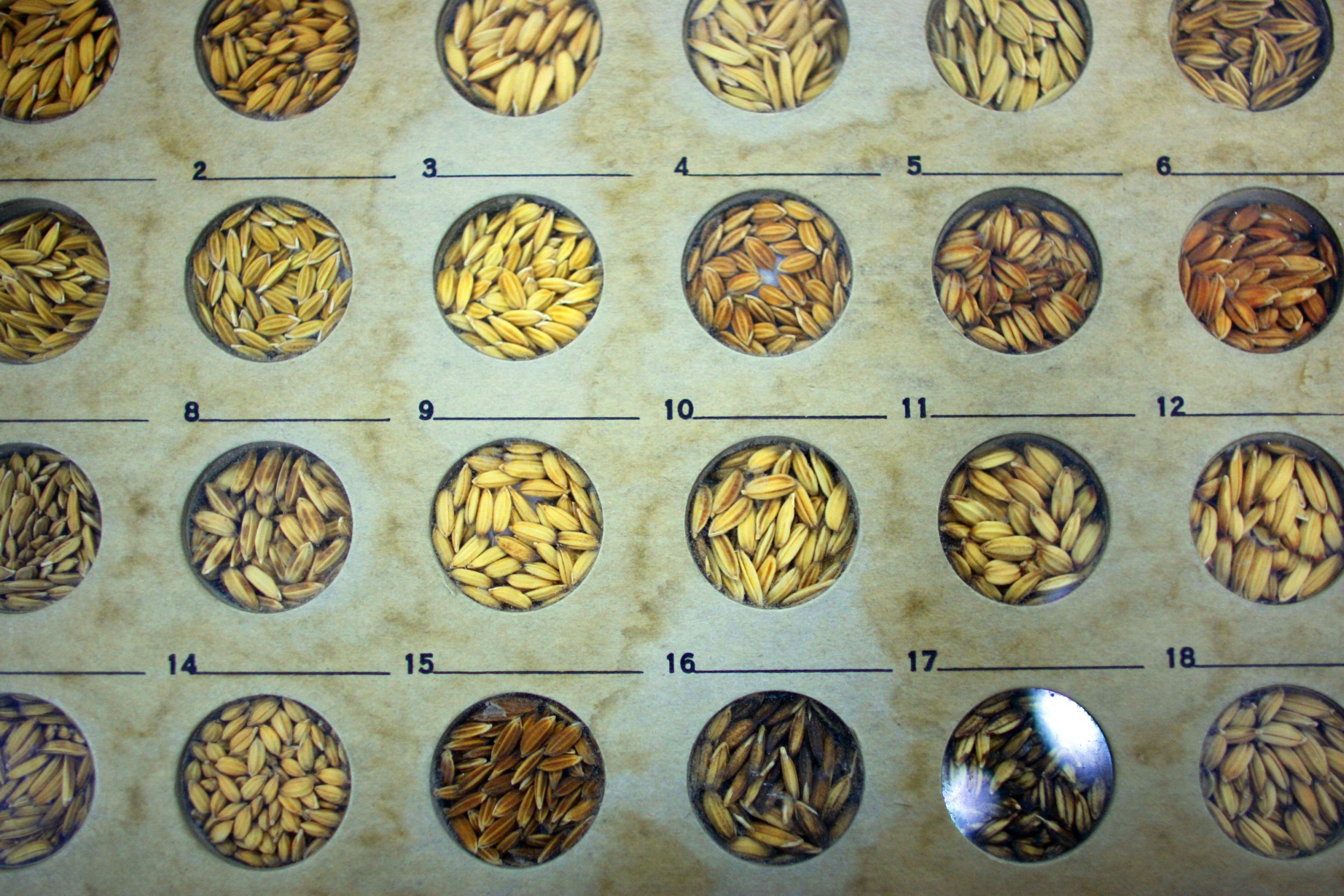 Debunked! The Truth About Rice And Its Classification - wyujf0r