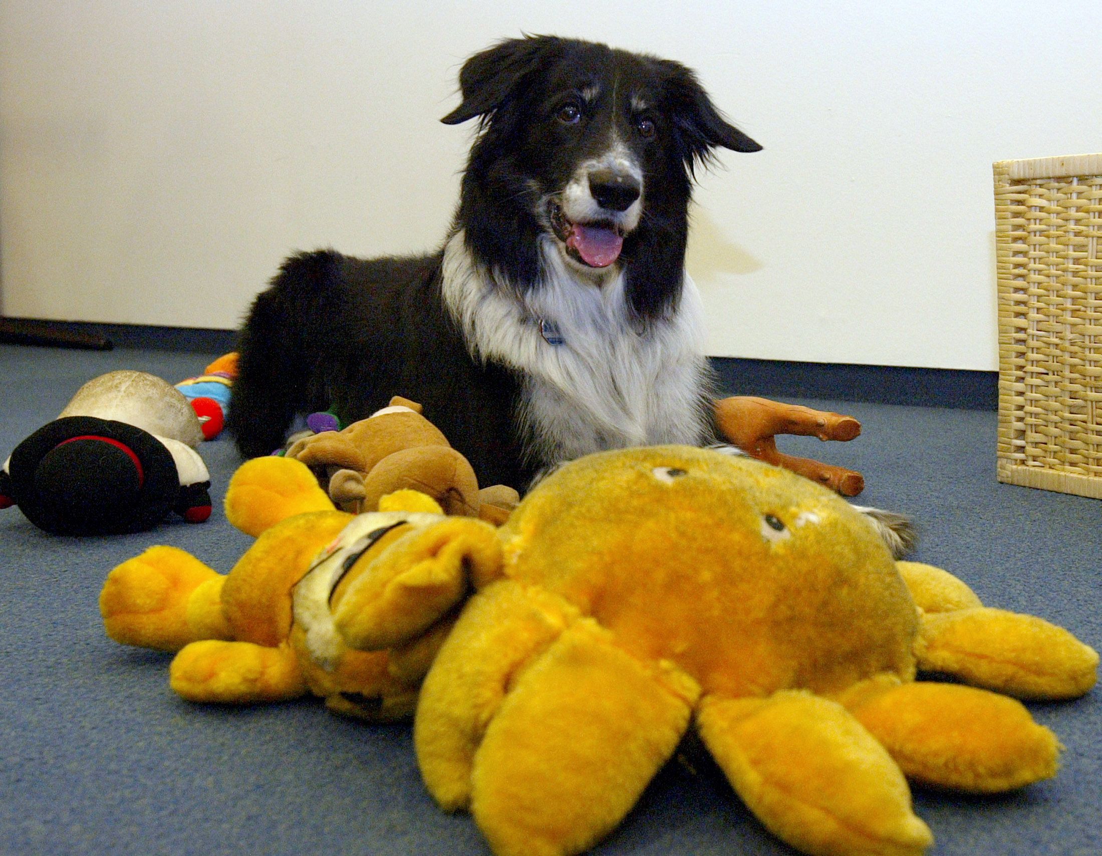 what is the iq of a border collie