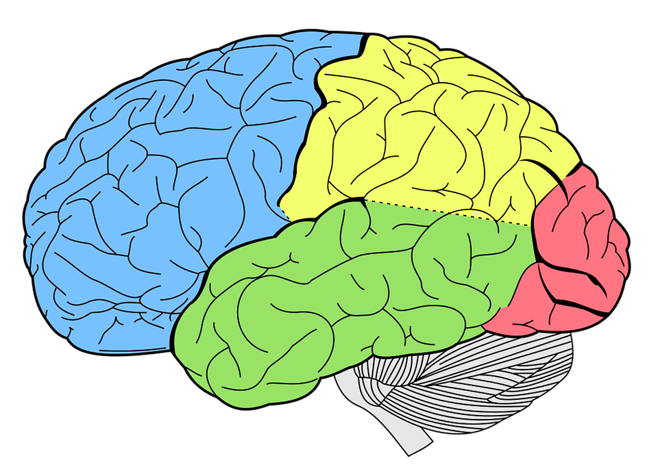 Male female brain