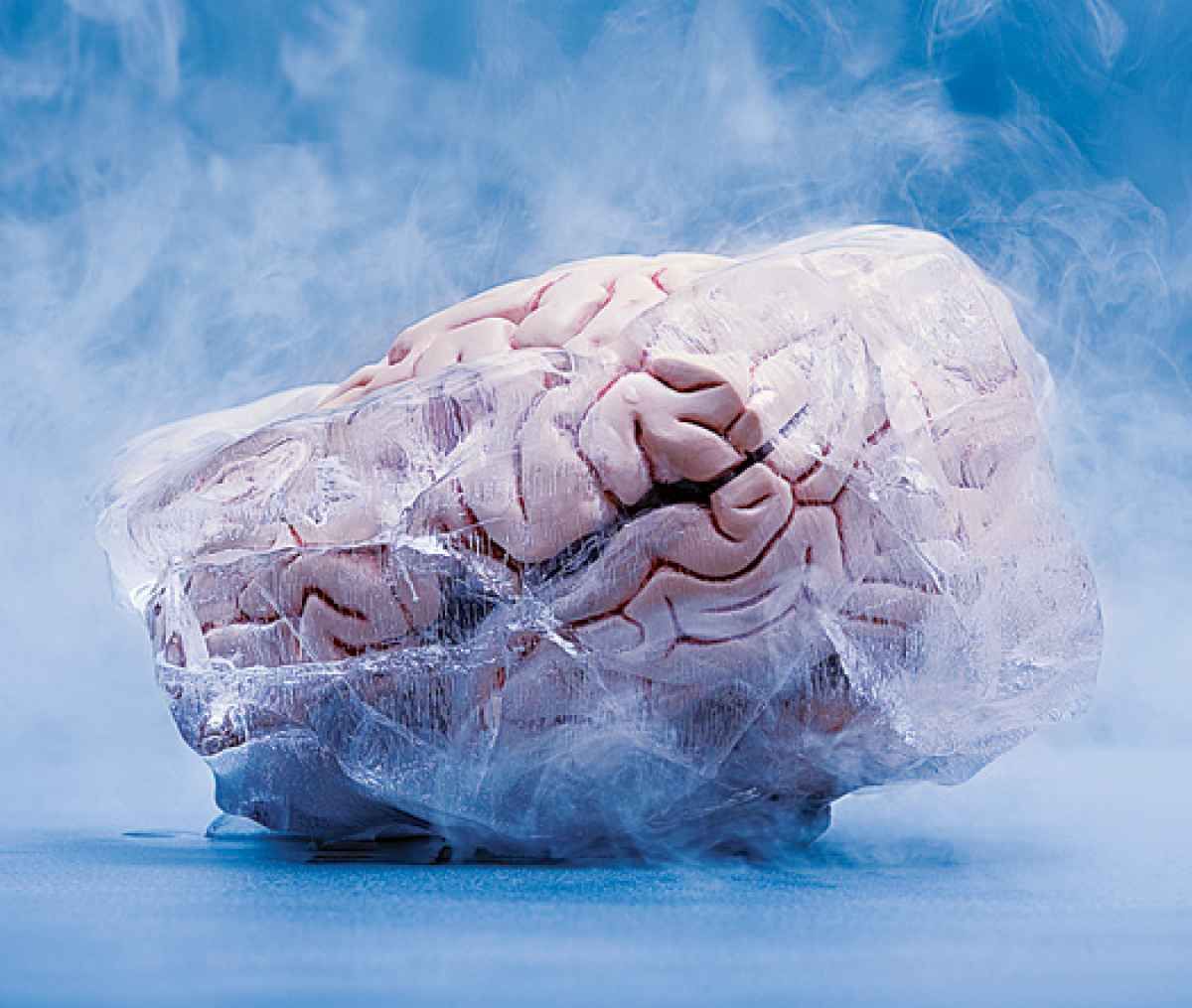 cryonics rabbit brain cryopreservation frozen