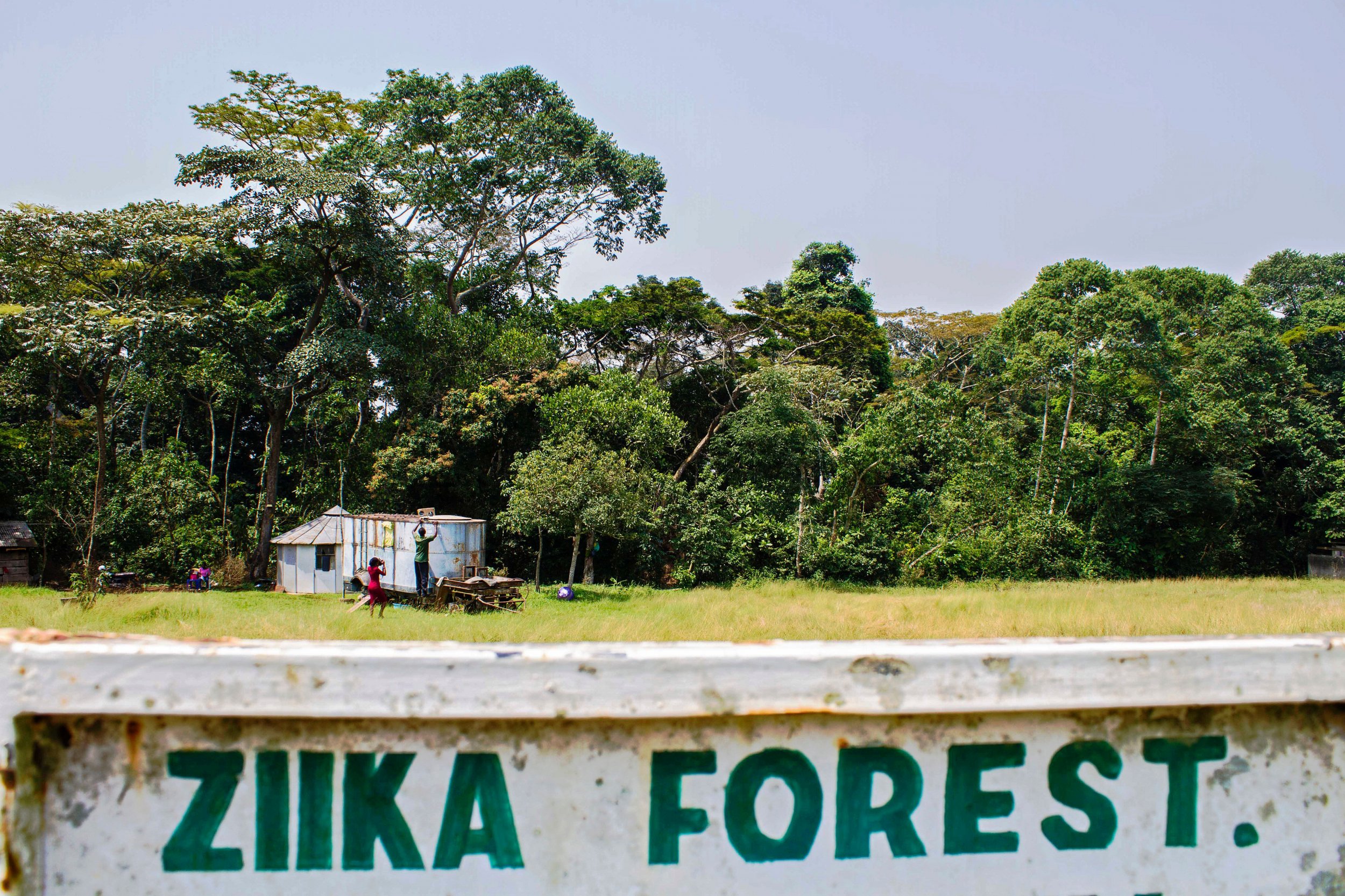 The Zika forest in Uganda, where the Zika virus was discovered in 1947.