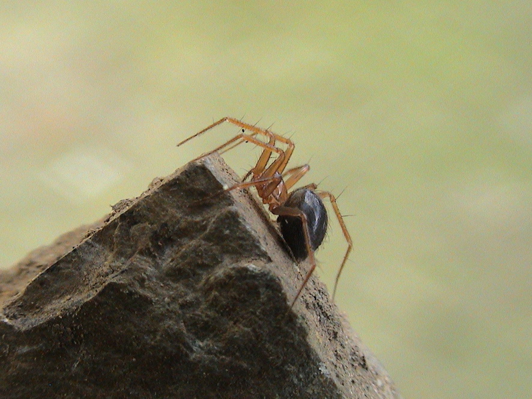 Horrid-ground-weaver-rare-spider