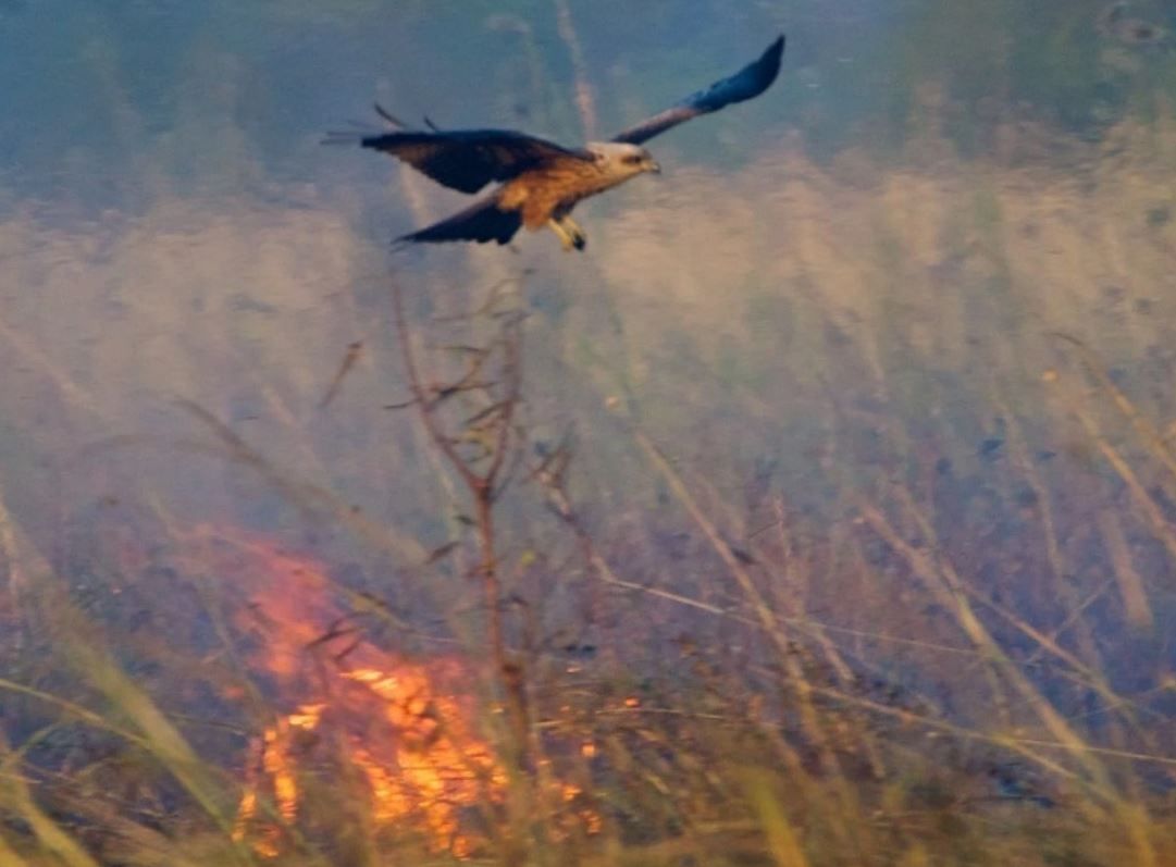 bird-fire