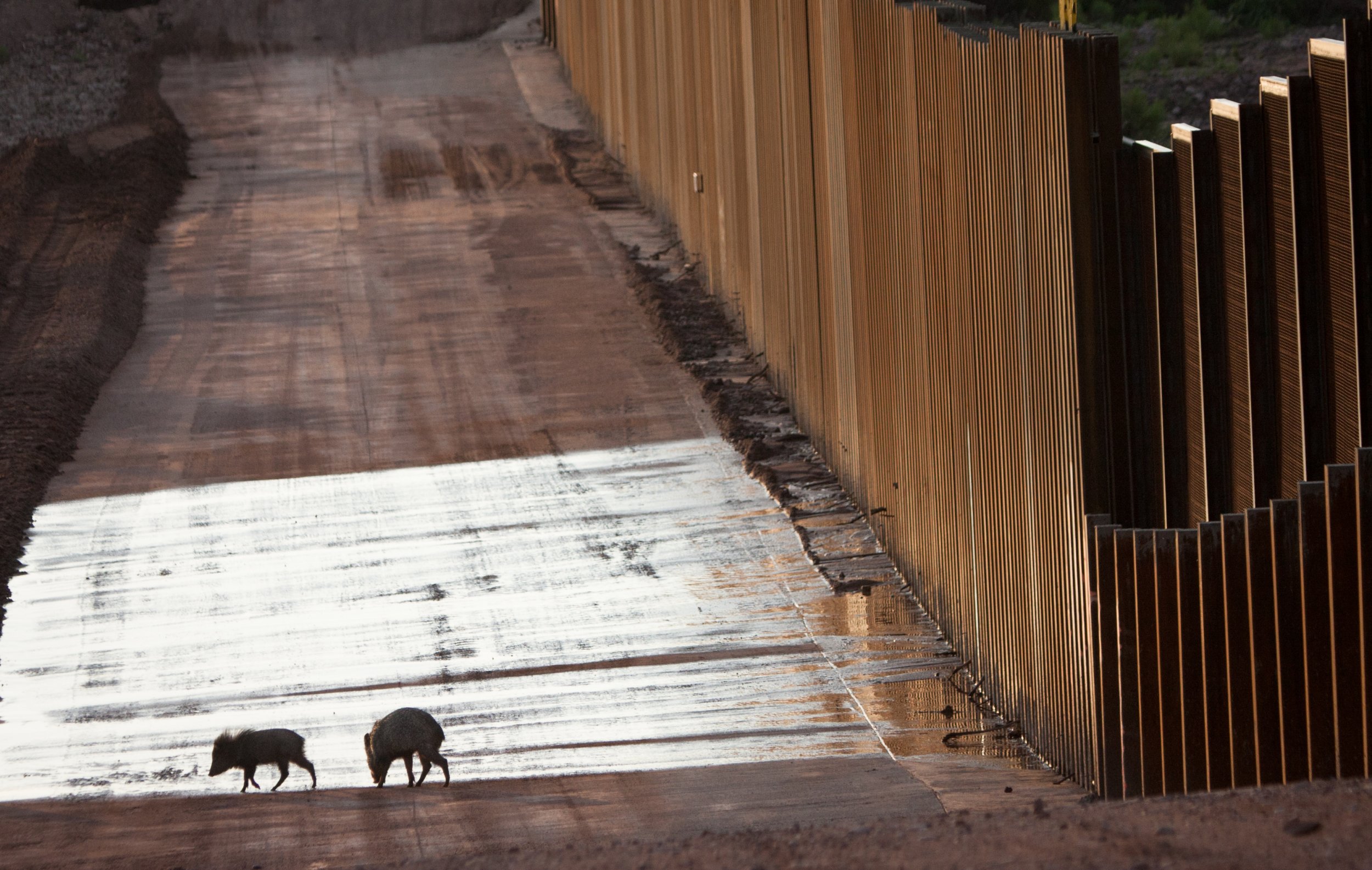 The Environmental Impact of the U.S.-Mexico Border Wall