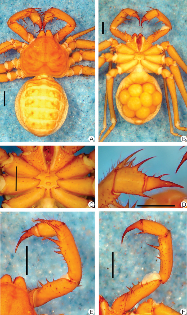 new-whip-spider.17Feb2016