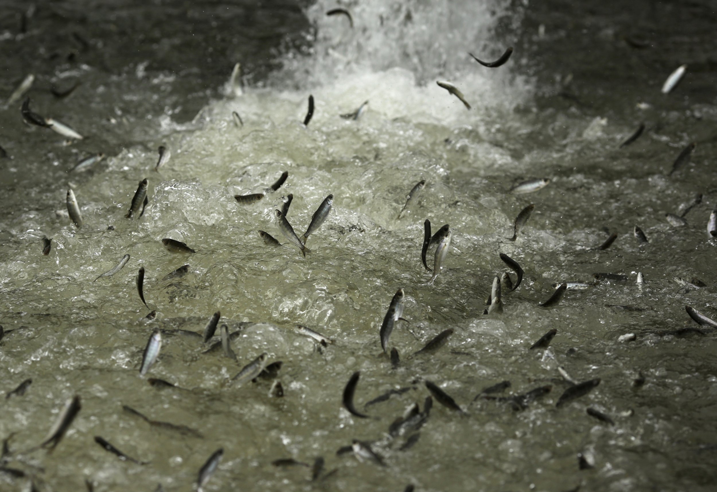 Salmon Born in Hatcheries Are Different at DNA Level Than Wild Salmon