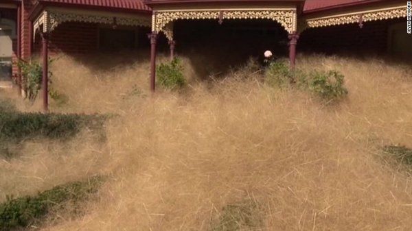 Hairy Panic Tumbleweed Consumes Rural Australian Town