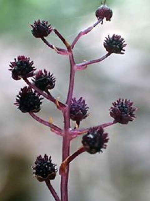 parasitic-plant