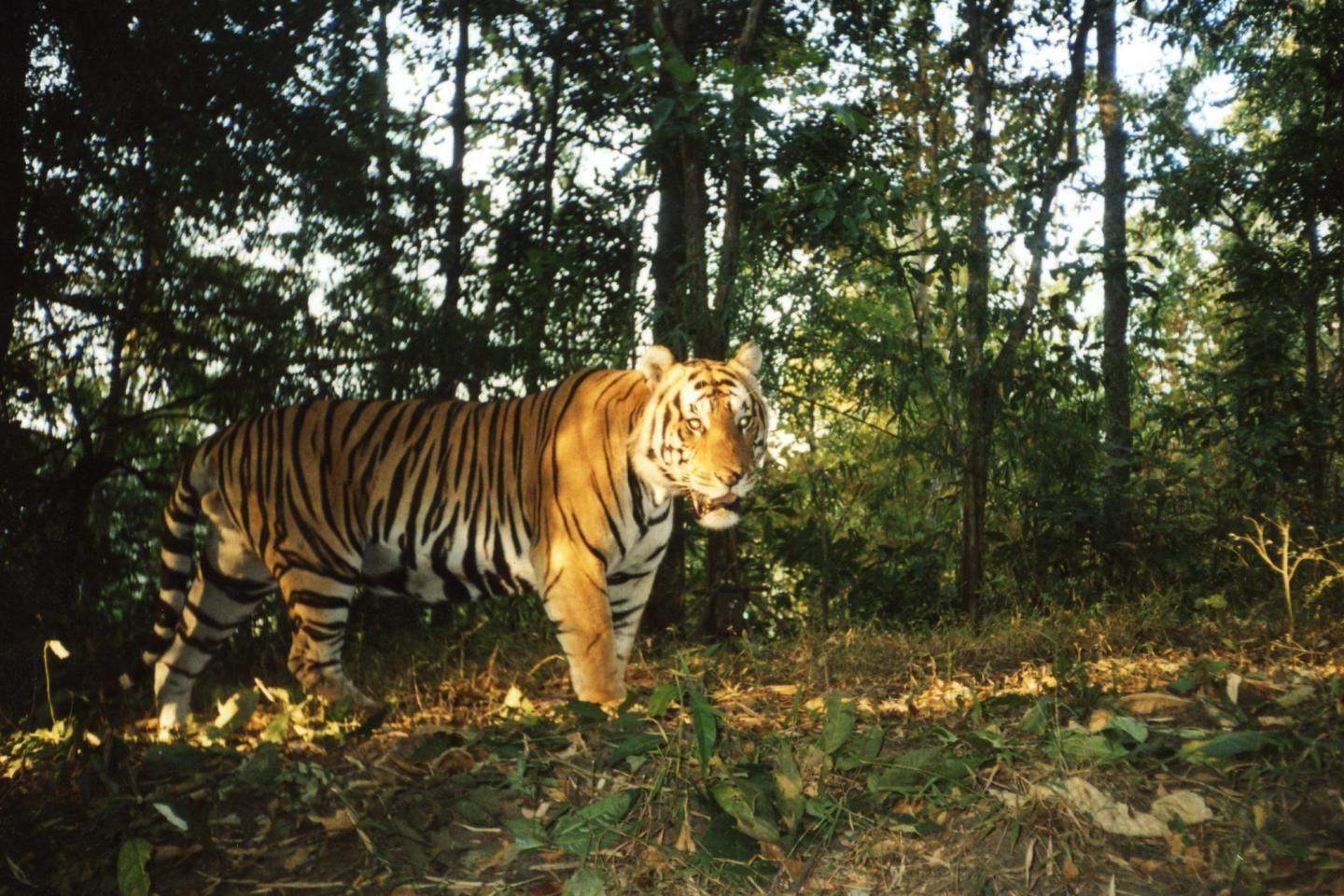 Indochina tigers making a comeback