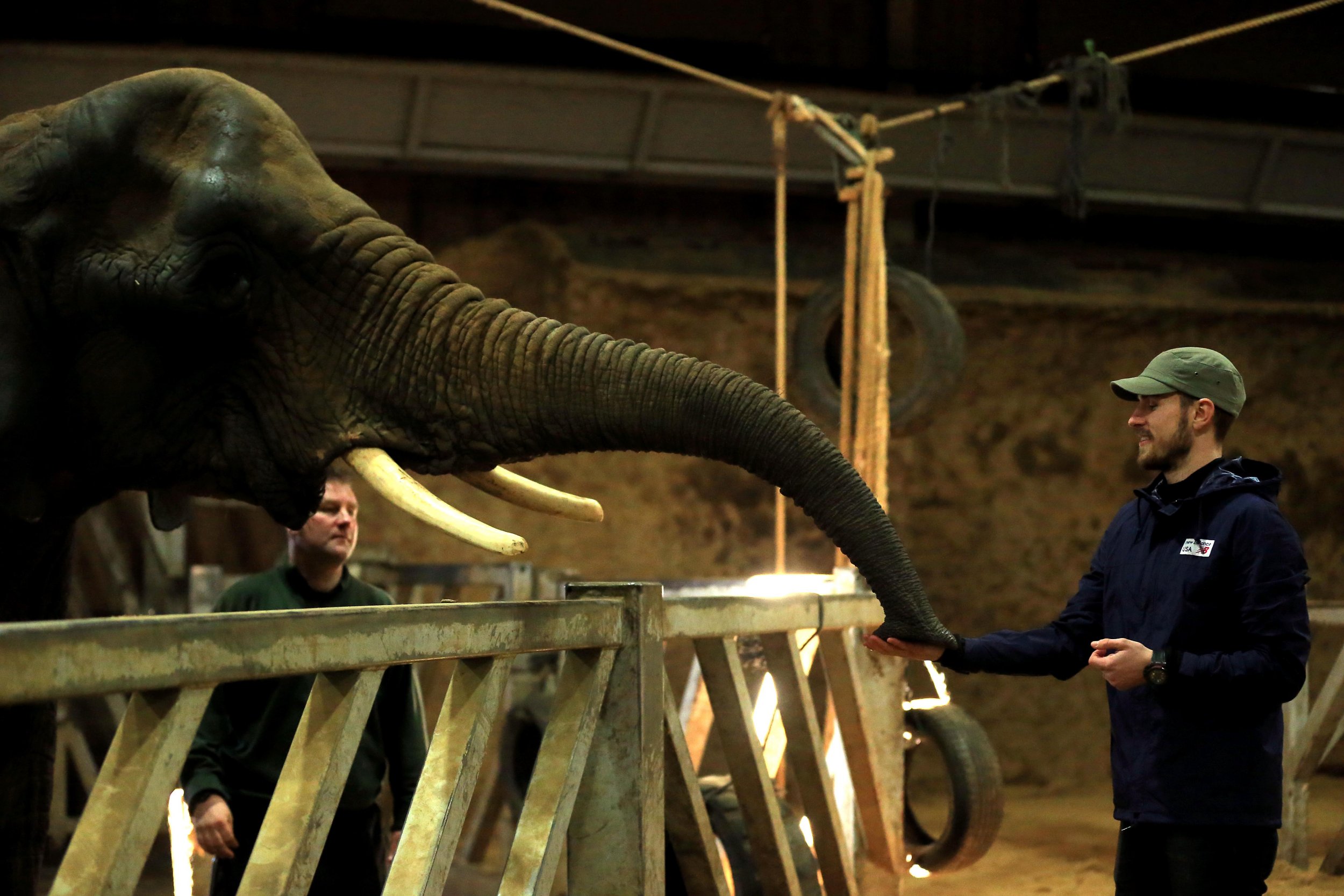 Arsenal midfielder Aaron Ramsey plays with elephants at Colchester Zoo.