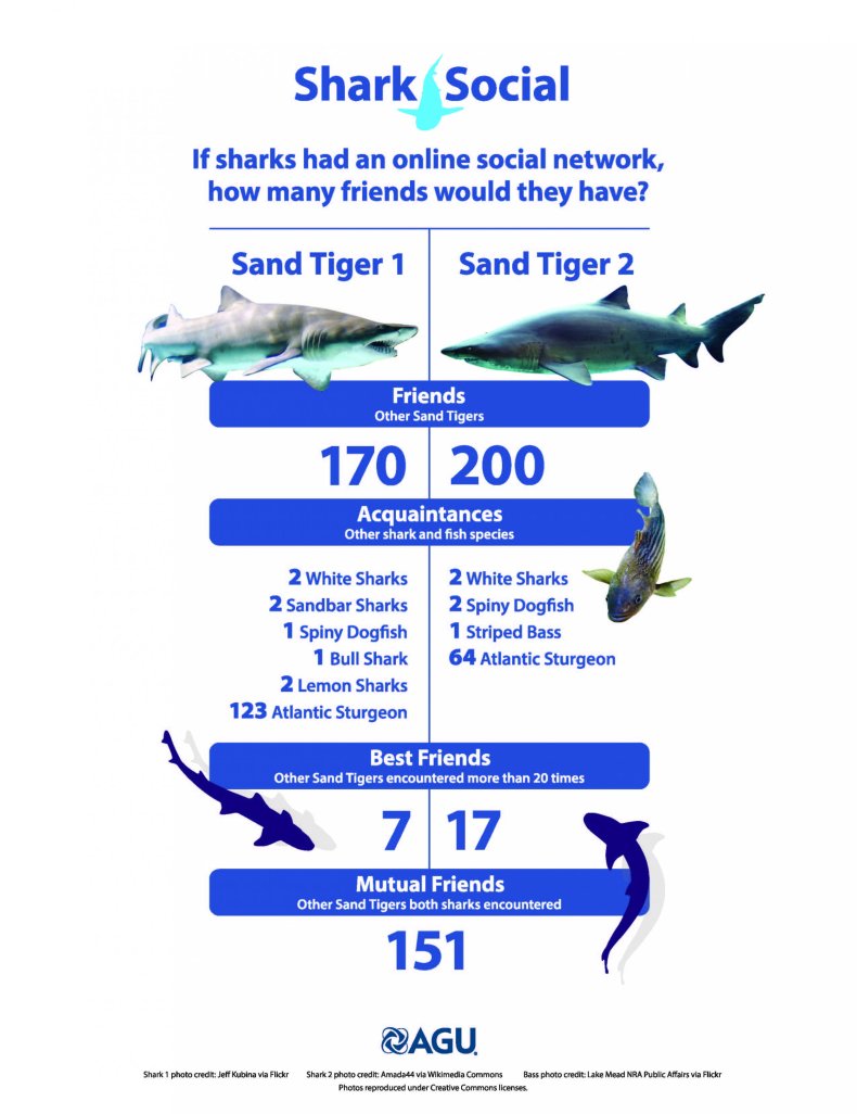 Social lives of sharks