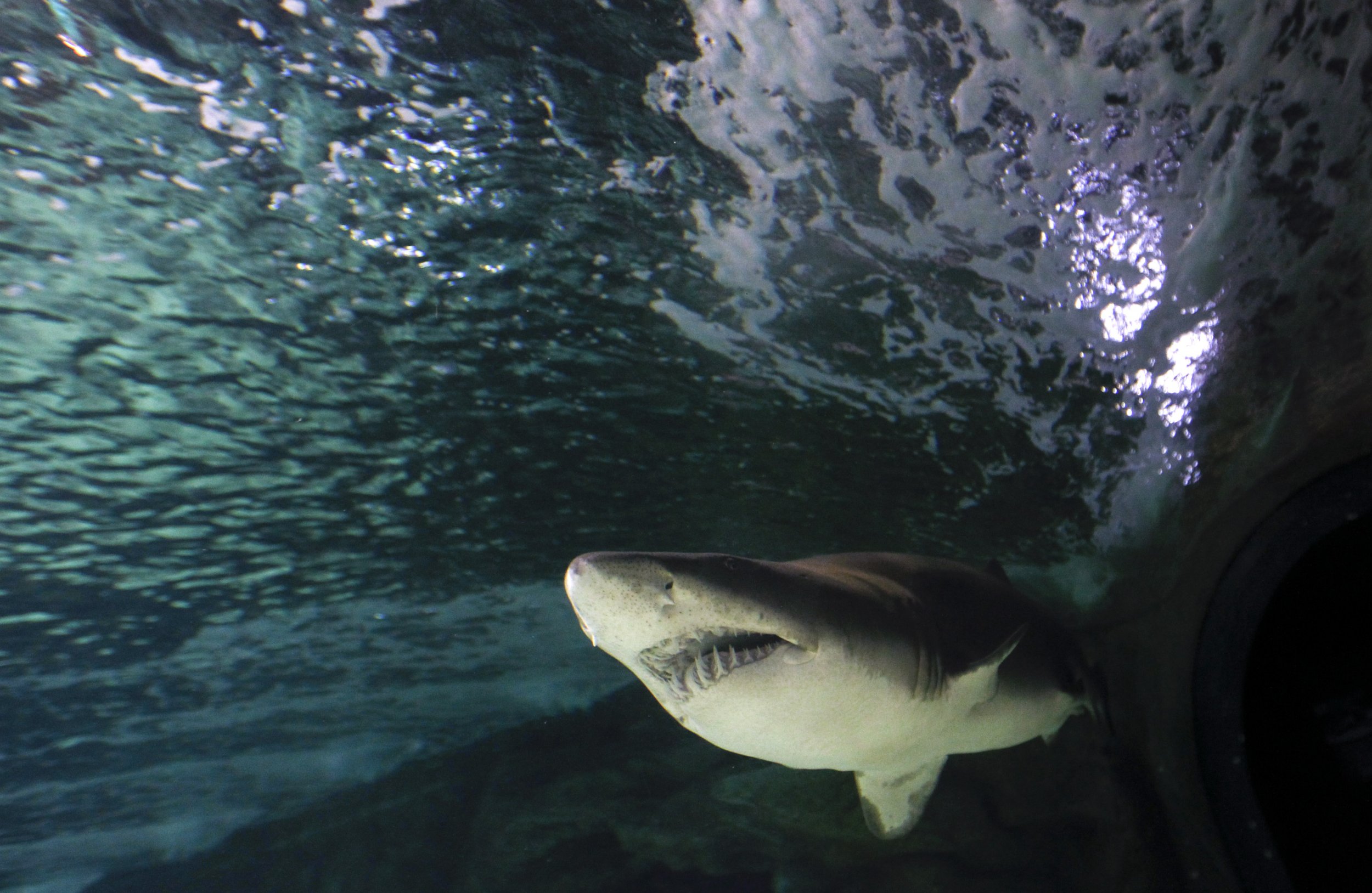 Sand tiger shark in zoo aquarium
