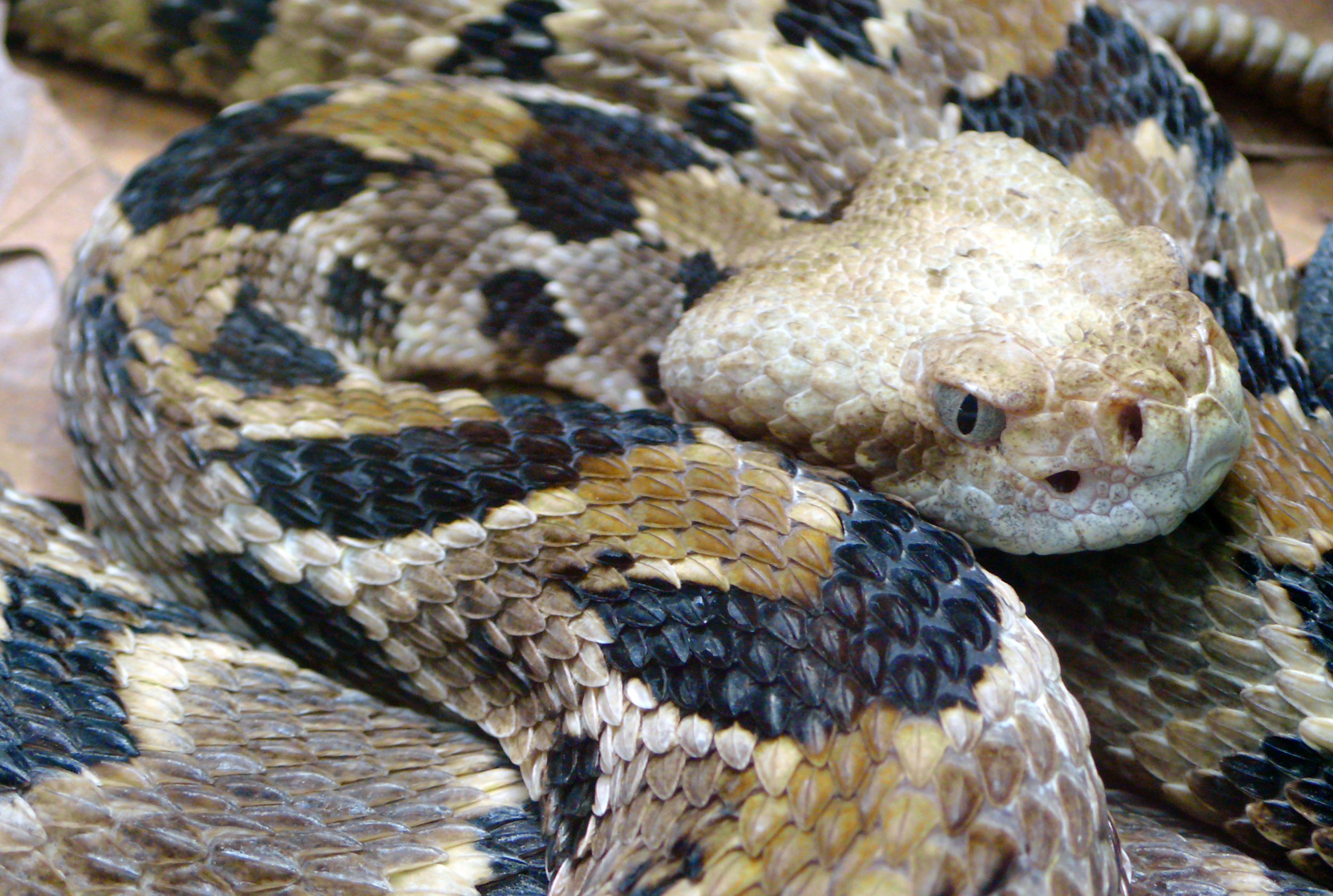 Timber-rattlesnake.Crotalus-horridus