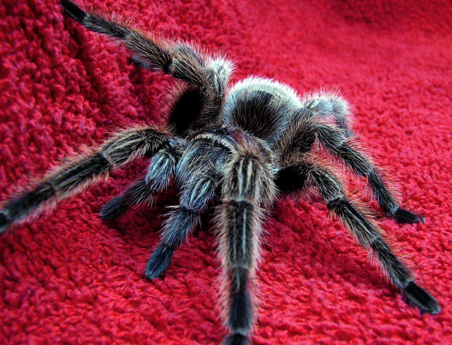 0216_tarantula_painkiller_venom_01