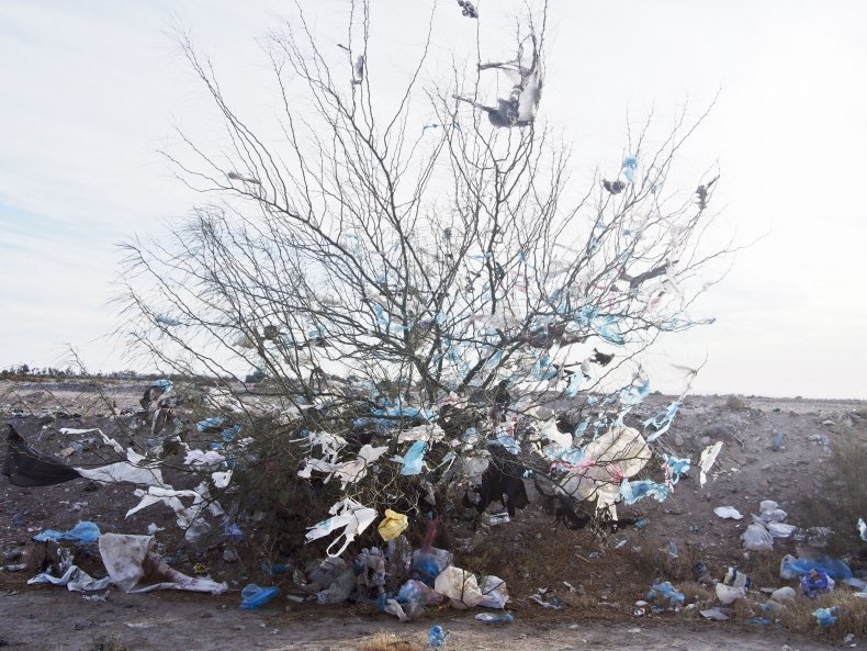 Bags on a tree