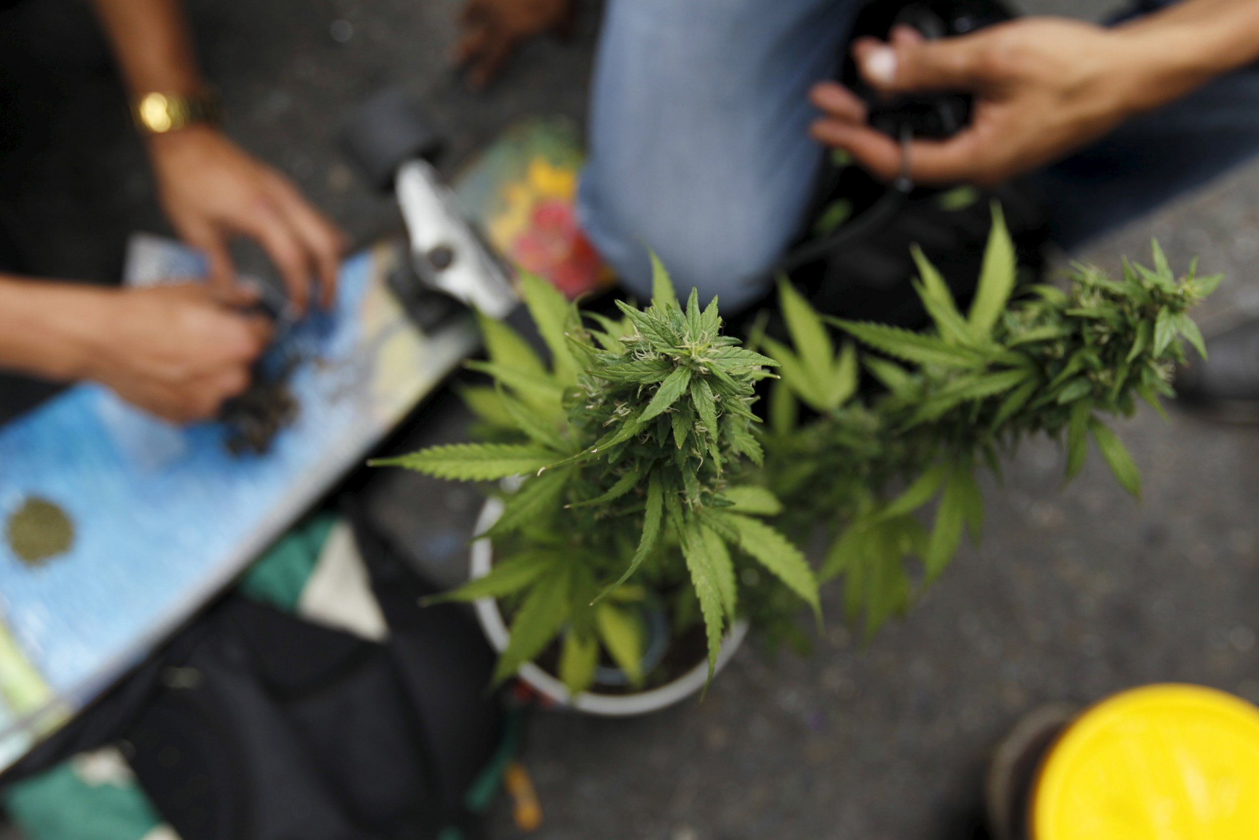 Marijuana plants at demonstration