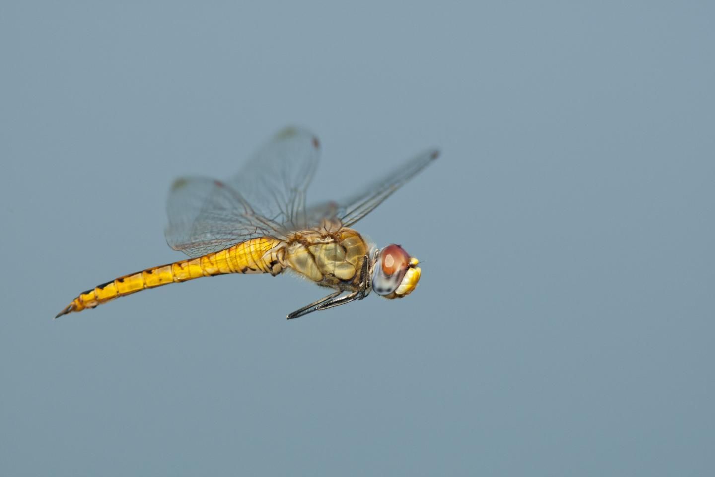 Small Dragonfly Makes Record Breaking Flights Around The World