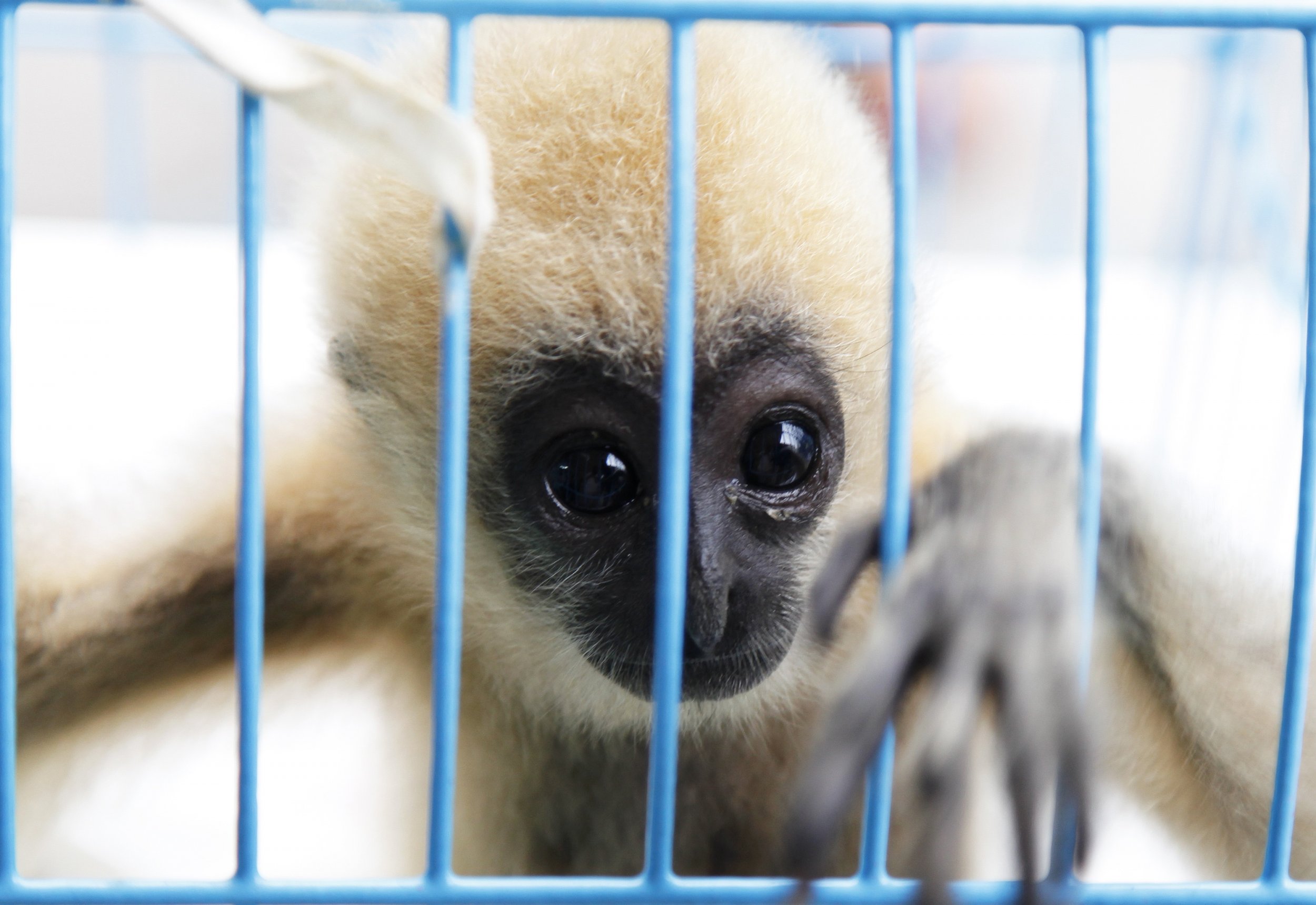 Facebook traffic endangered animals Gibbon