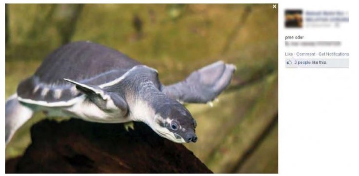 Facebook animal trafficking malaysia endangered Facebook animal trafficking malaysia endangered