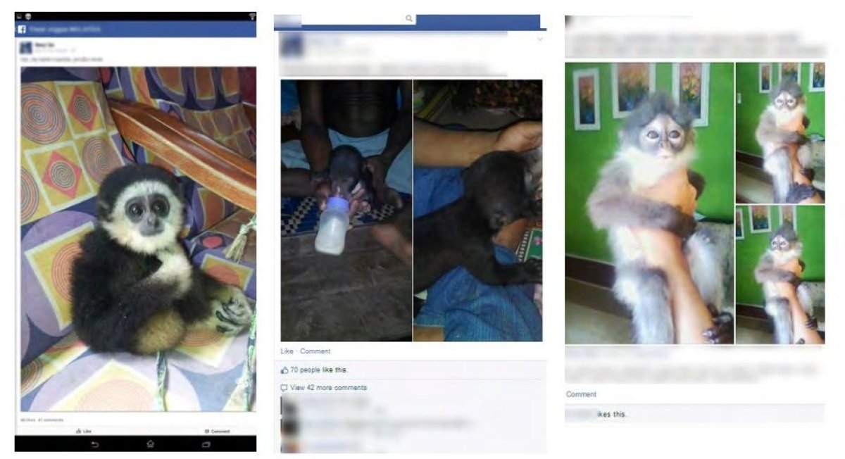 Facebook animal trafficking endangered species