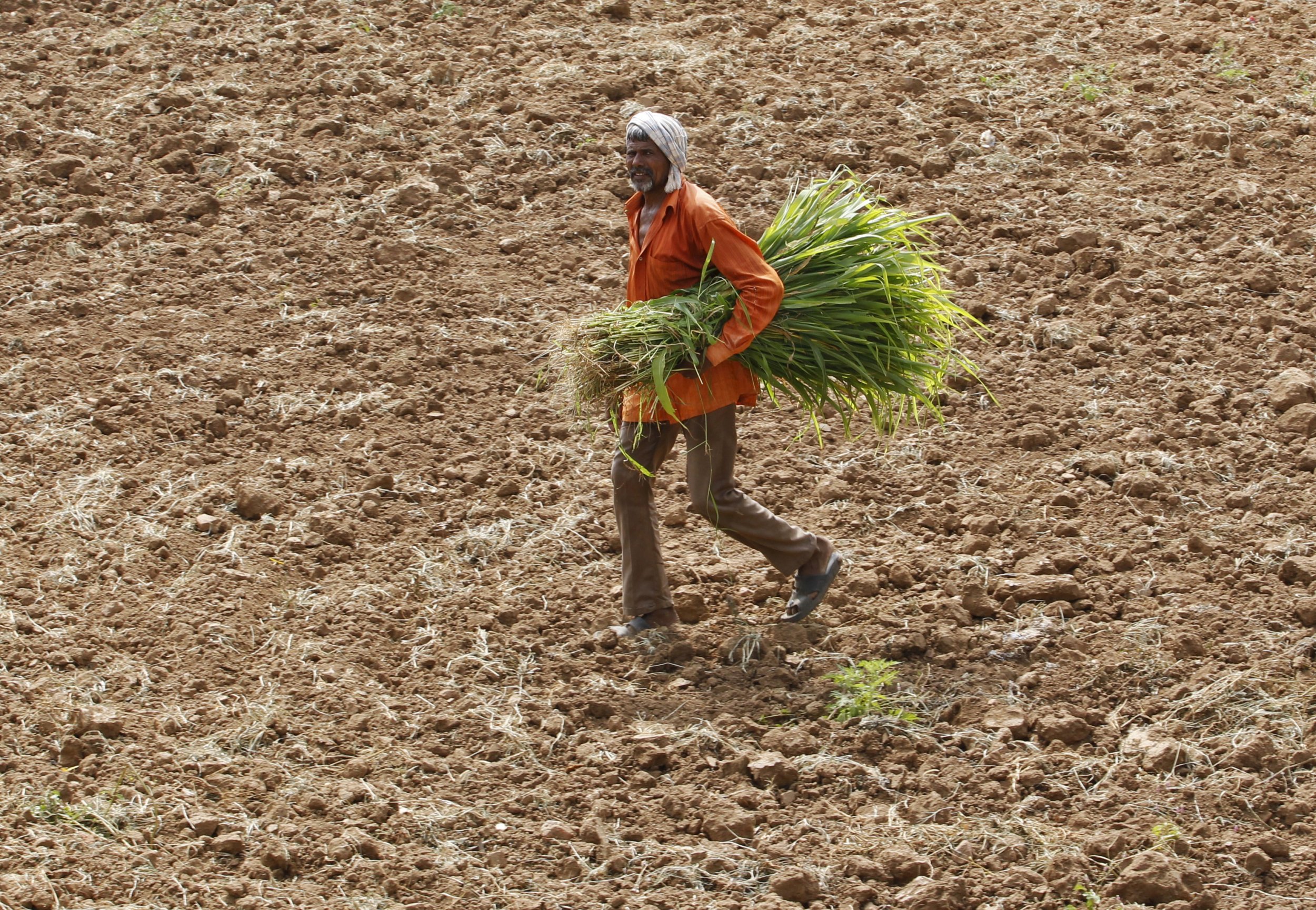 Climate change affects food availability