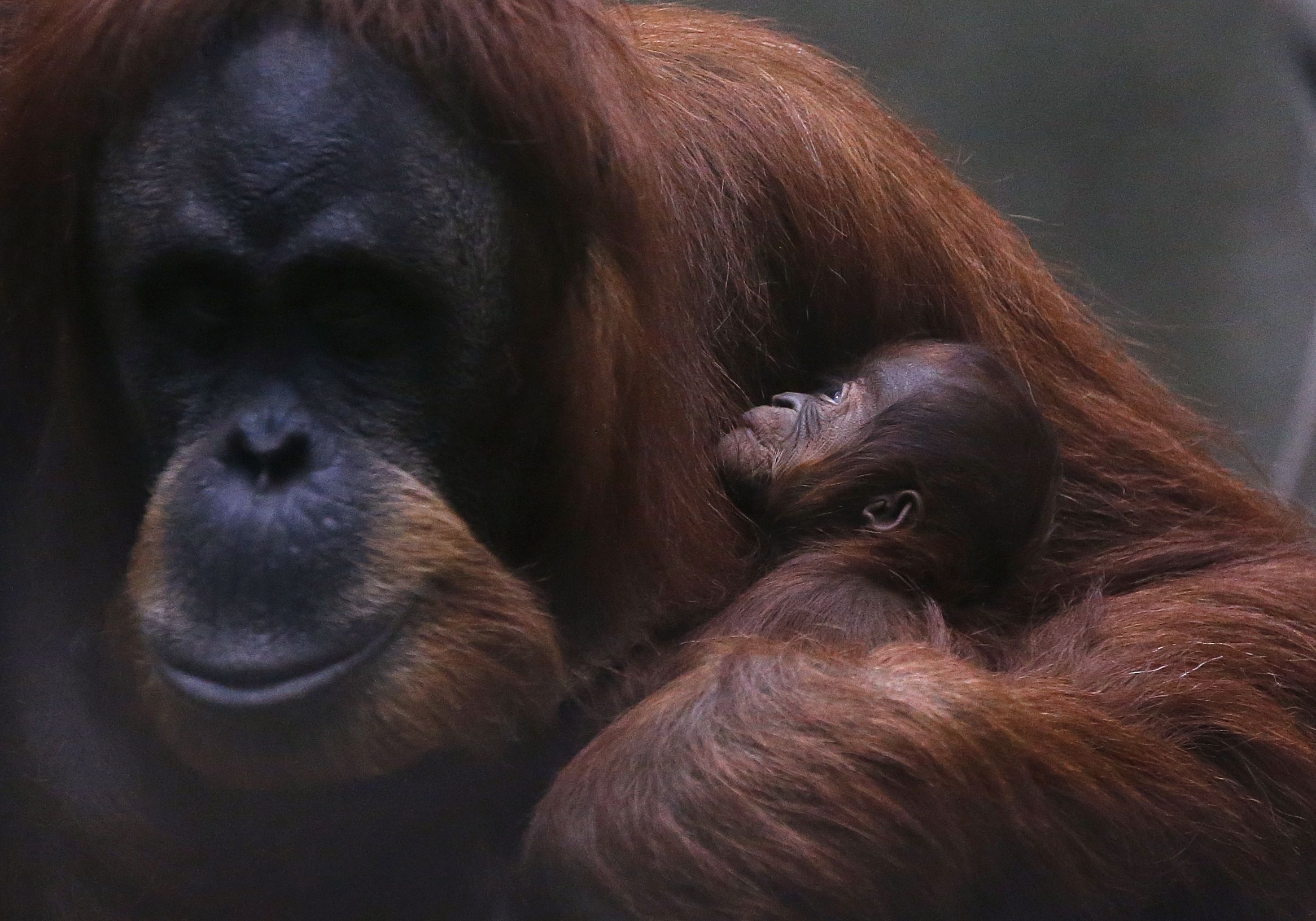Sumatran-orangutan