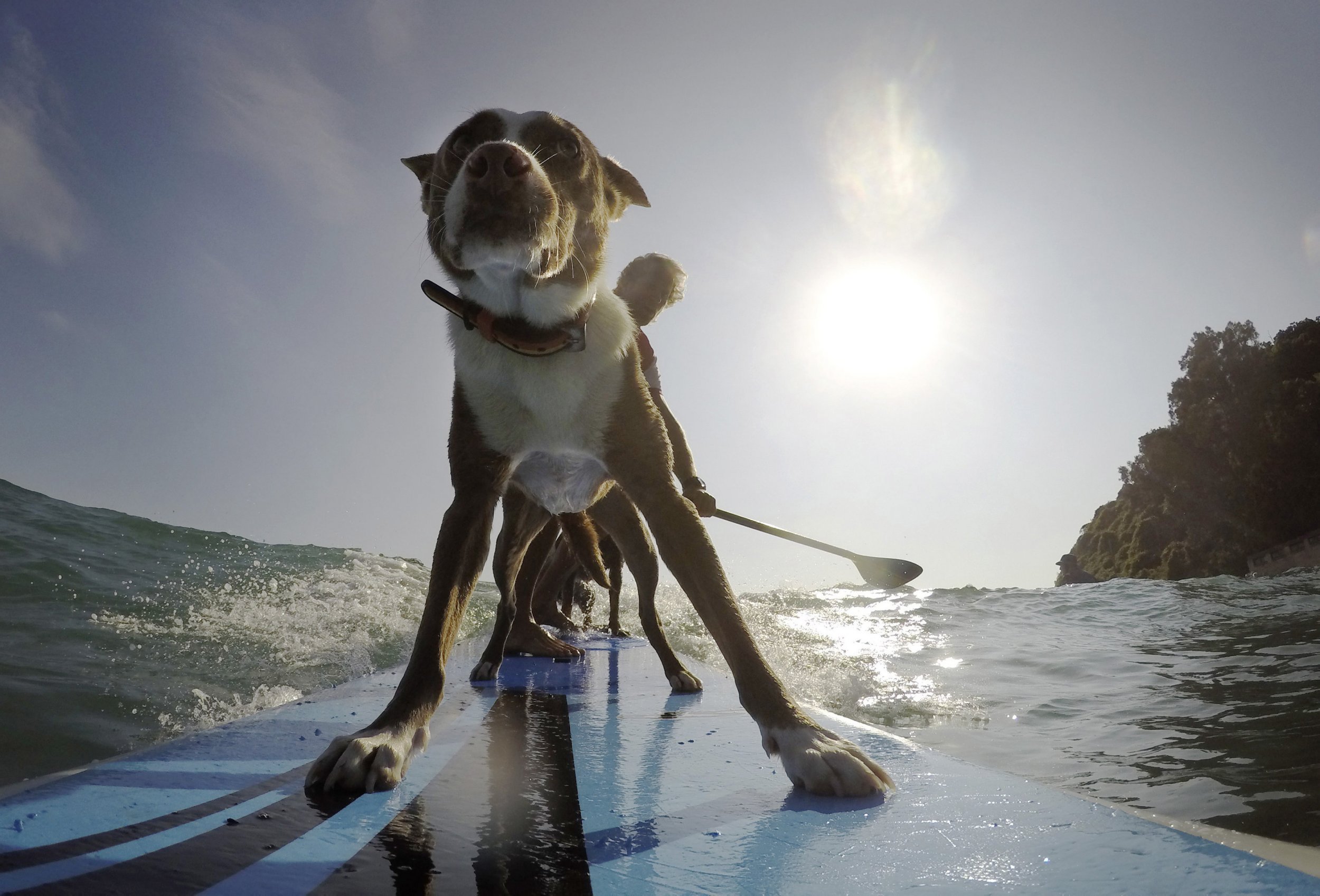 2016-02-18T072950Z_2125246325_D1AESNRTPEAB_RTRMADP_3_AUSTRALIA-SURFING-DOGS