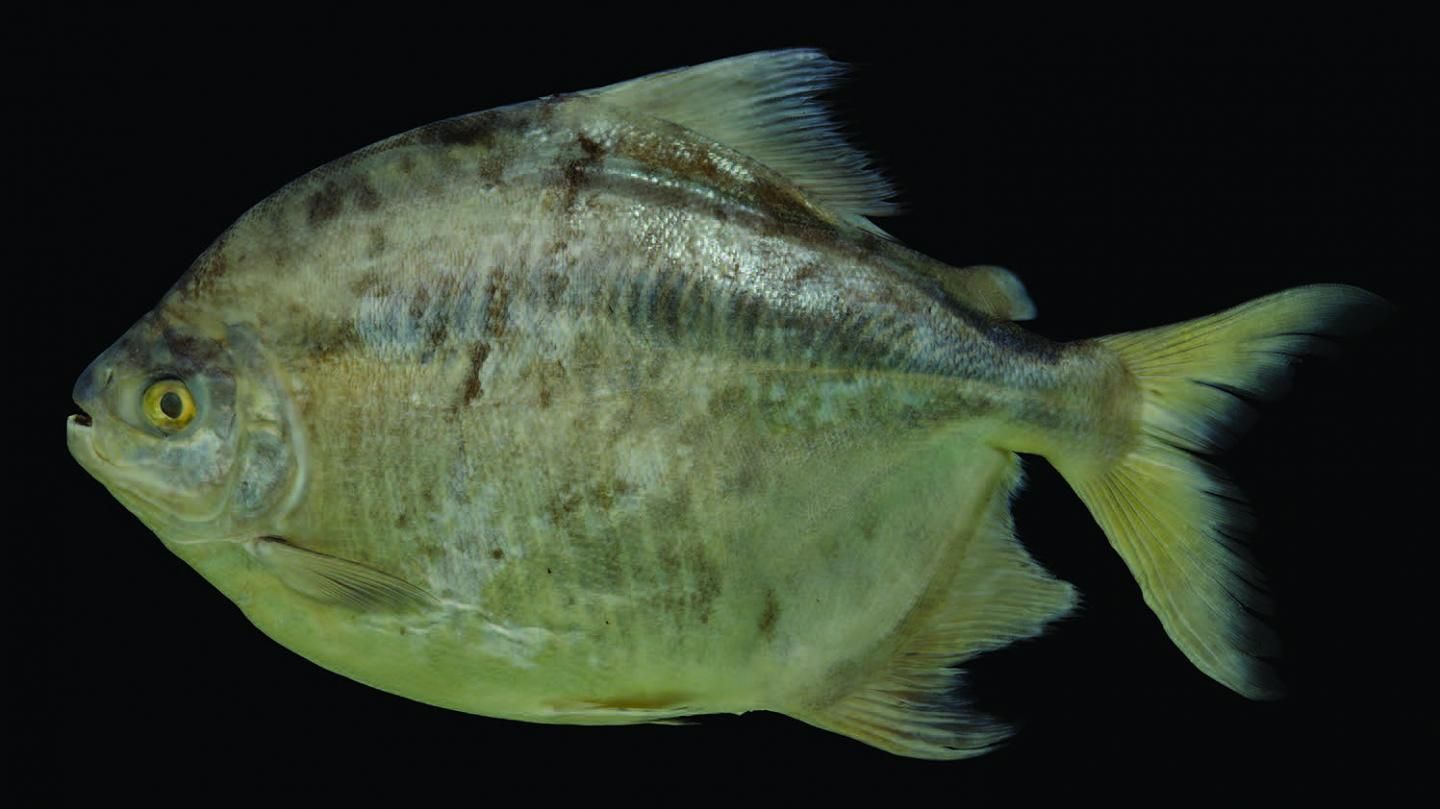 New species of giant  fish discovered in Brazil