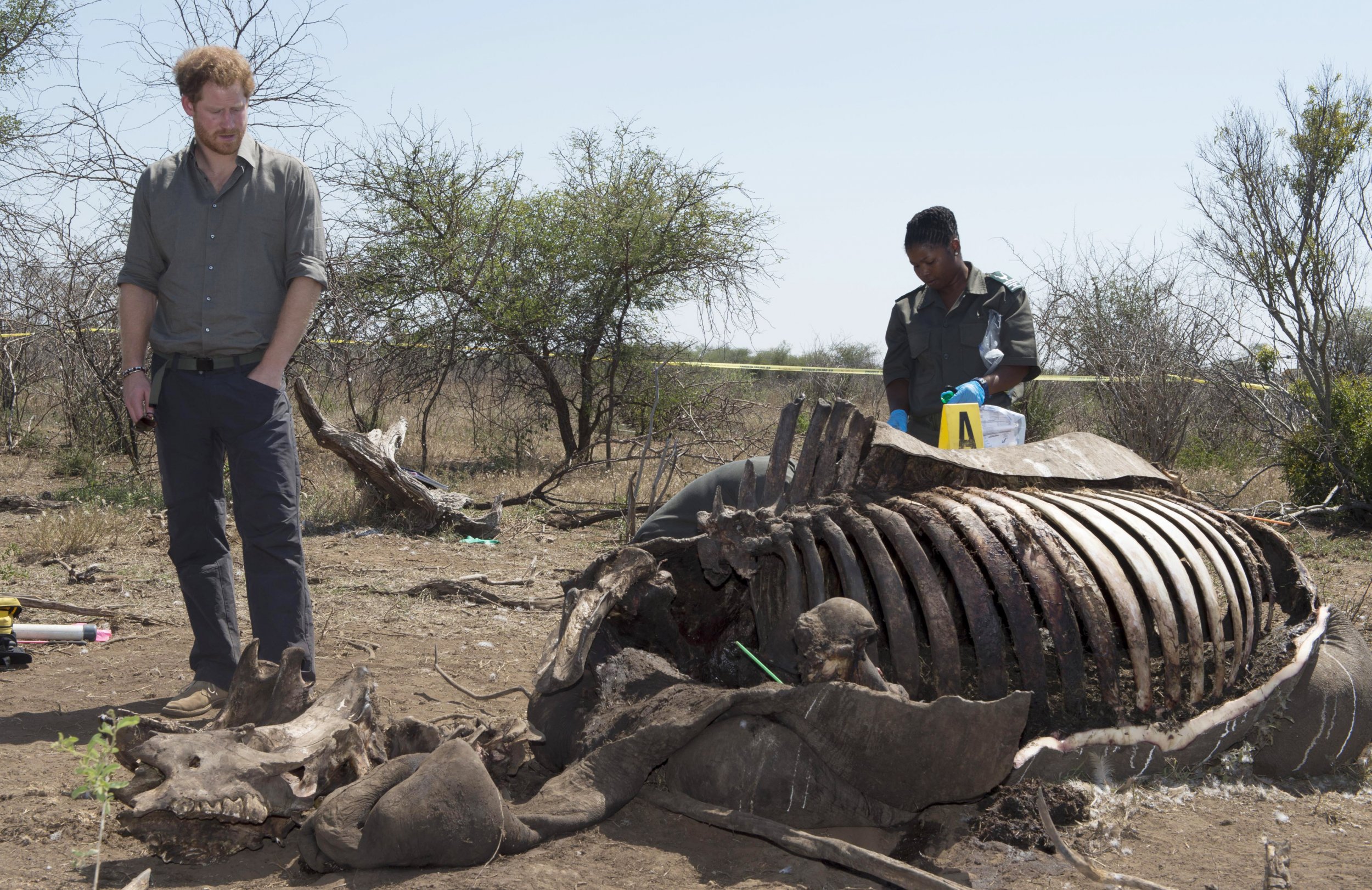 Prince Harry looks at the carcass of a rhino killed by poachers.