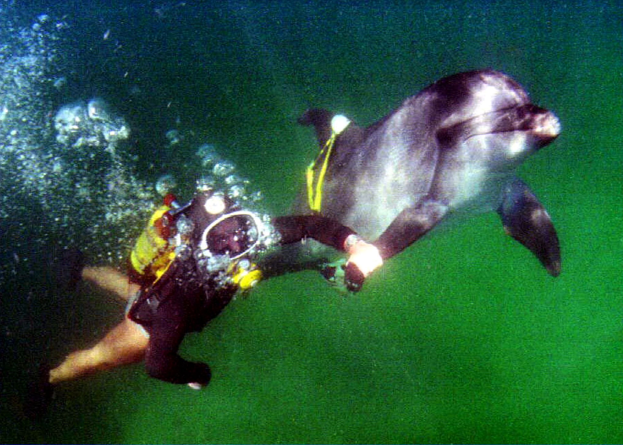 Soviet diver with dolphin