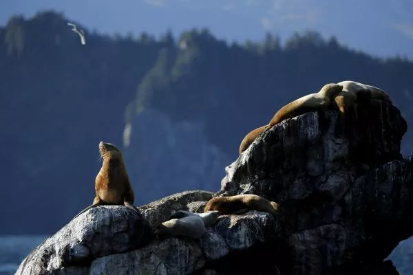 Sea lions