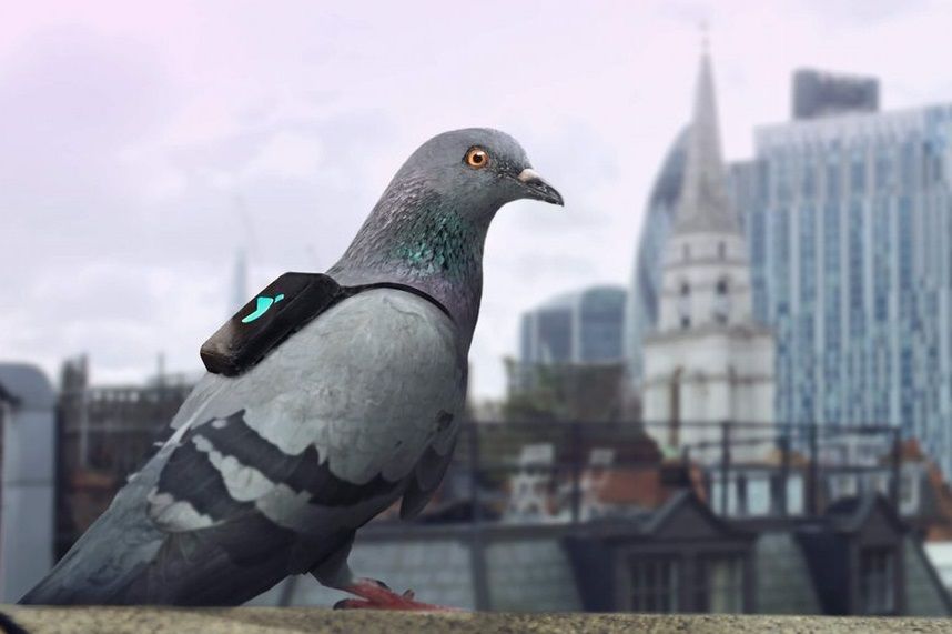 pigeon pollution london air environment sensor