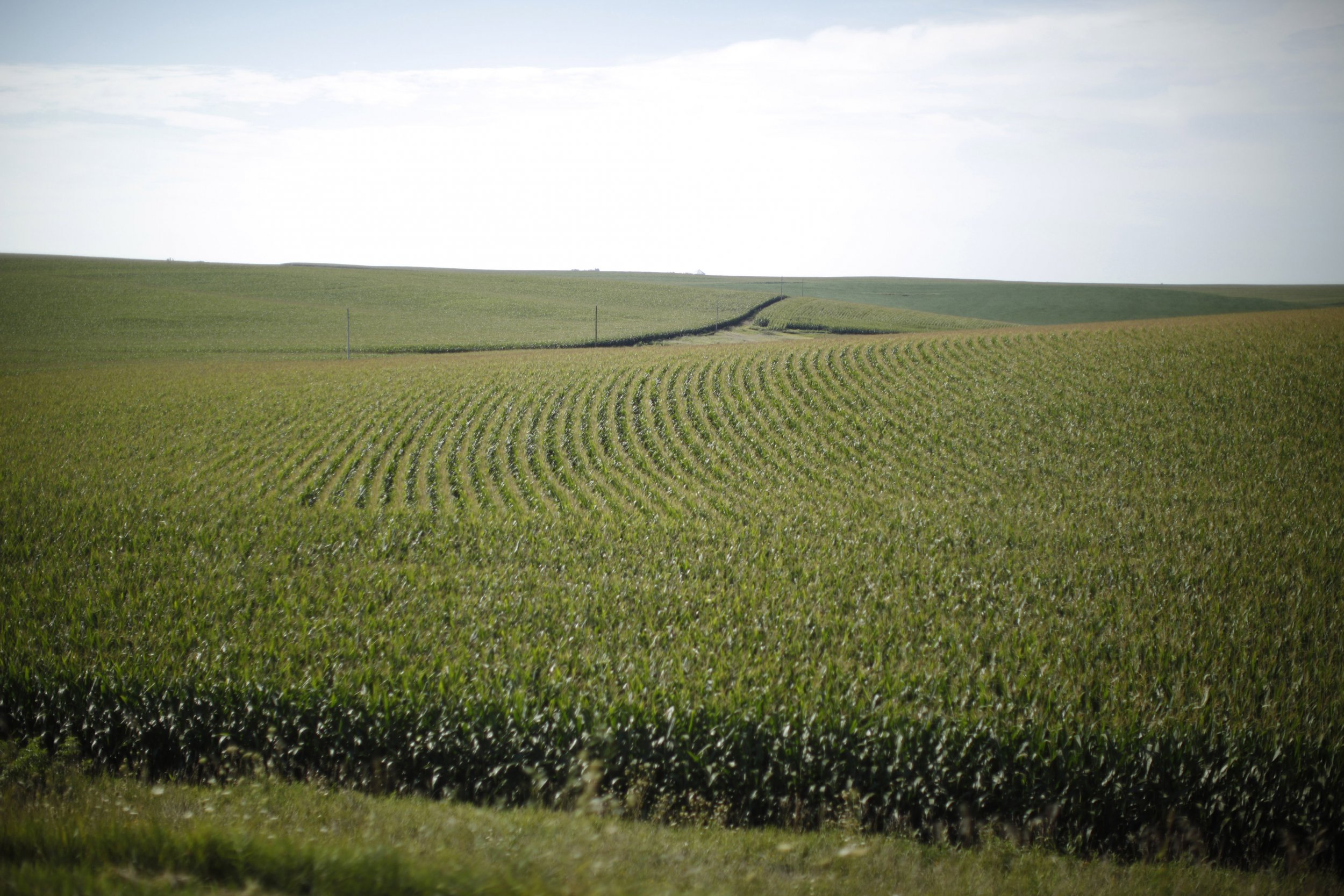 Corn Field in Iowa