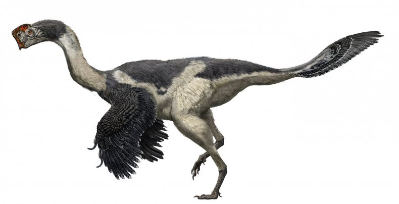 Citipati-dinosaur