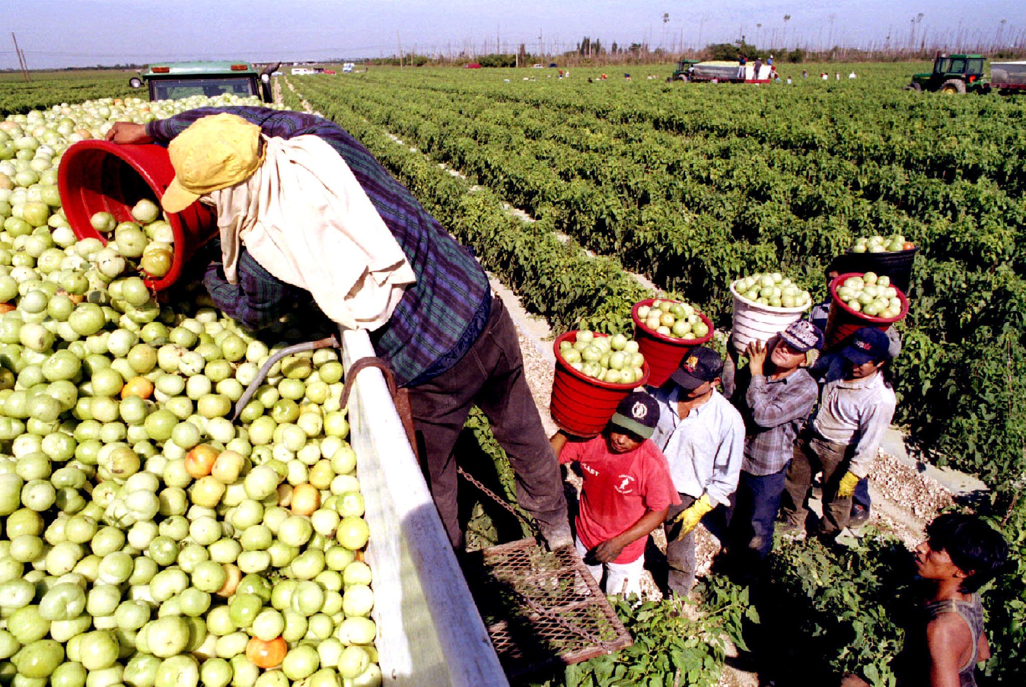 Packing up harvested tomatoes in Florida