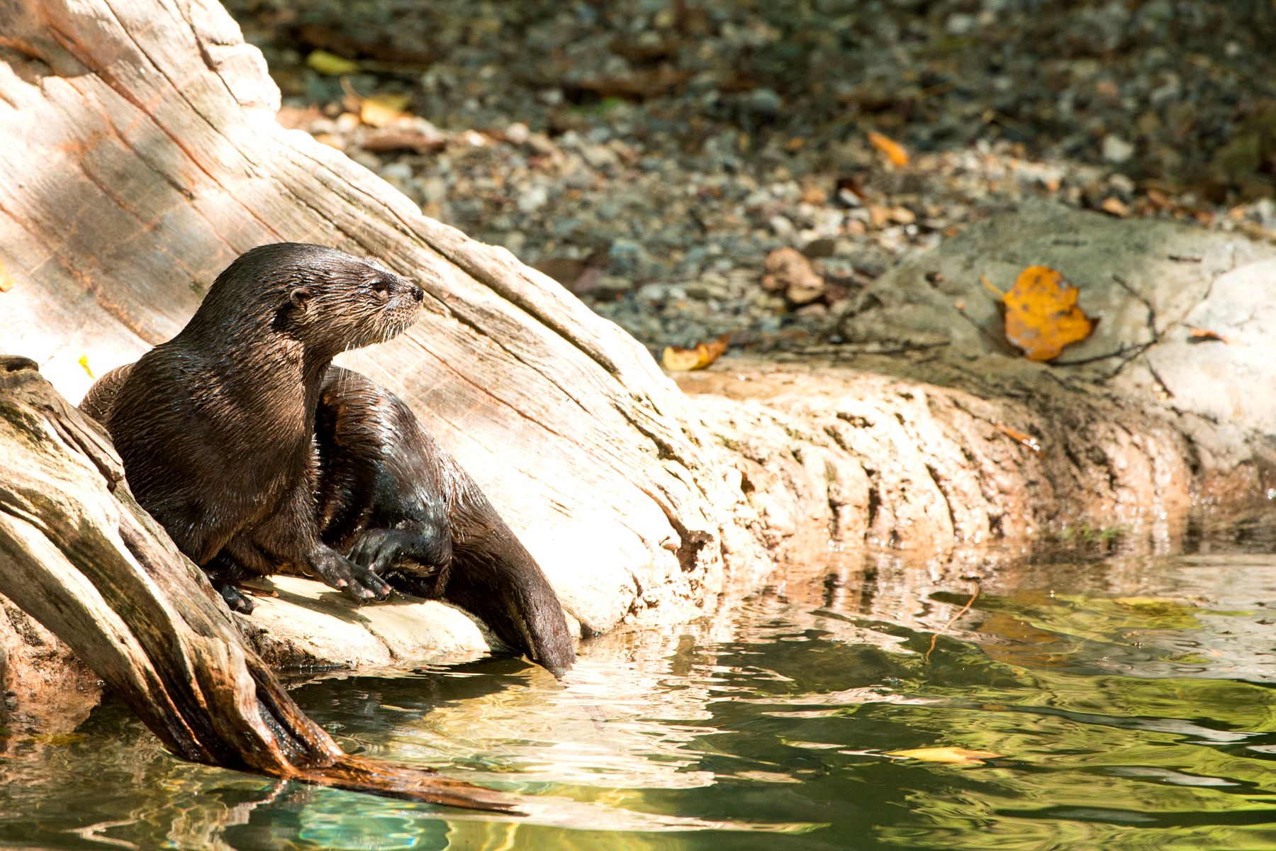 03_17_National_Zoo_incident