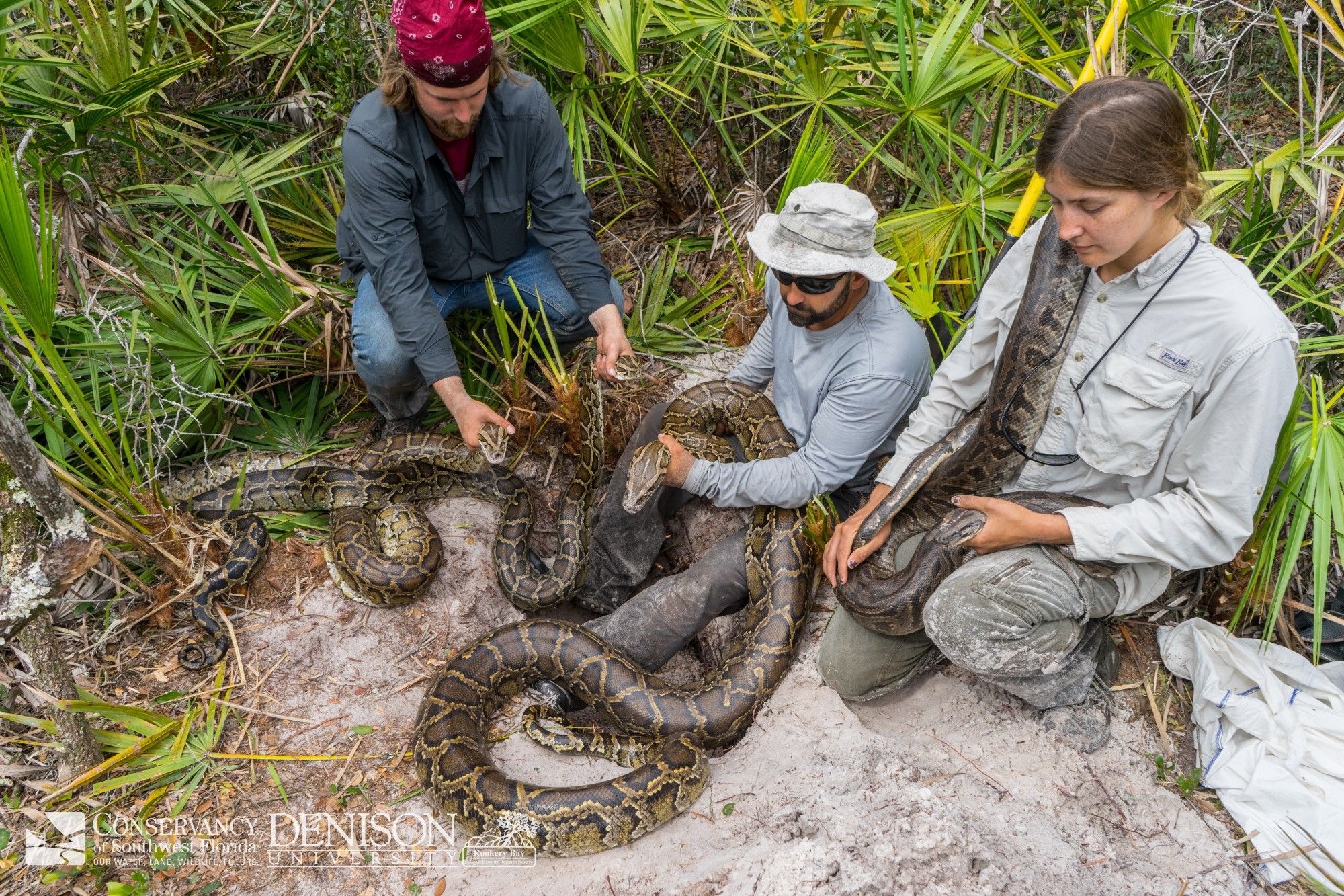 Record-Breaking 16-Foot Python Found in Florida Along With 42 Others in ...