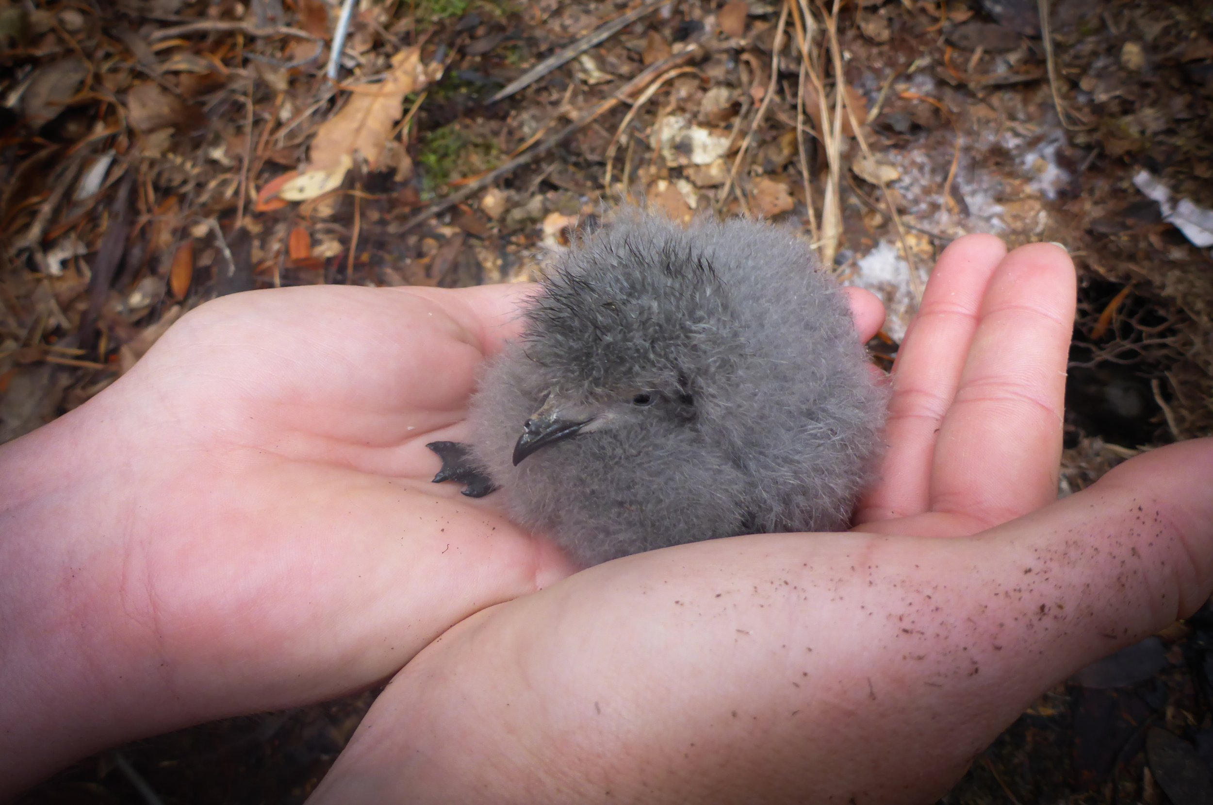 Eradicating Invasive Mammals Helps Native Island Species Thrive