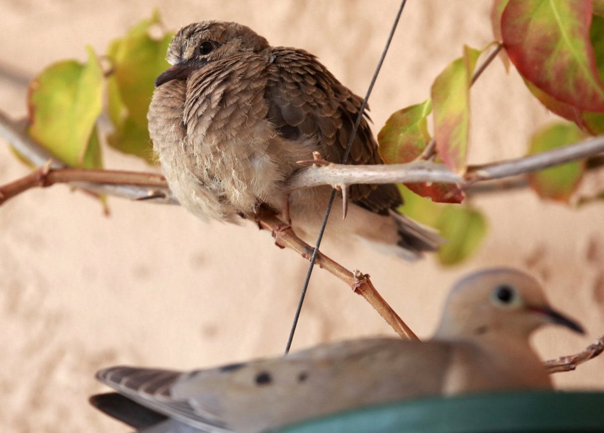 Mourning-doves