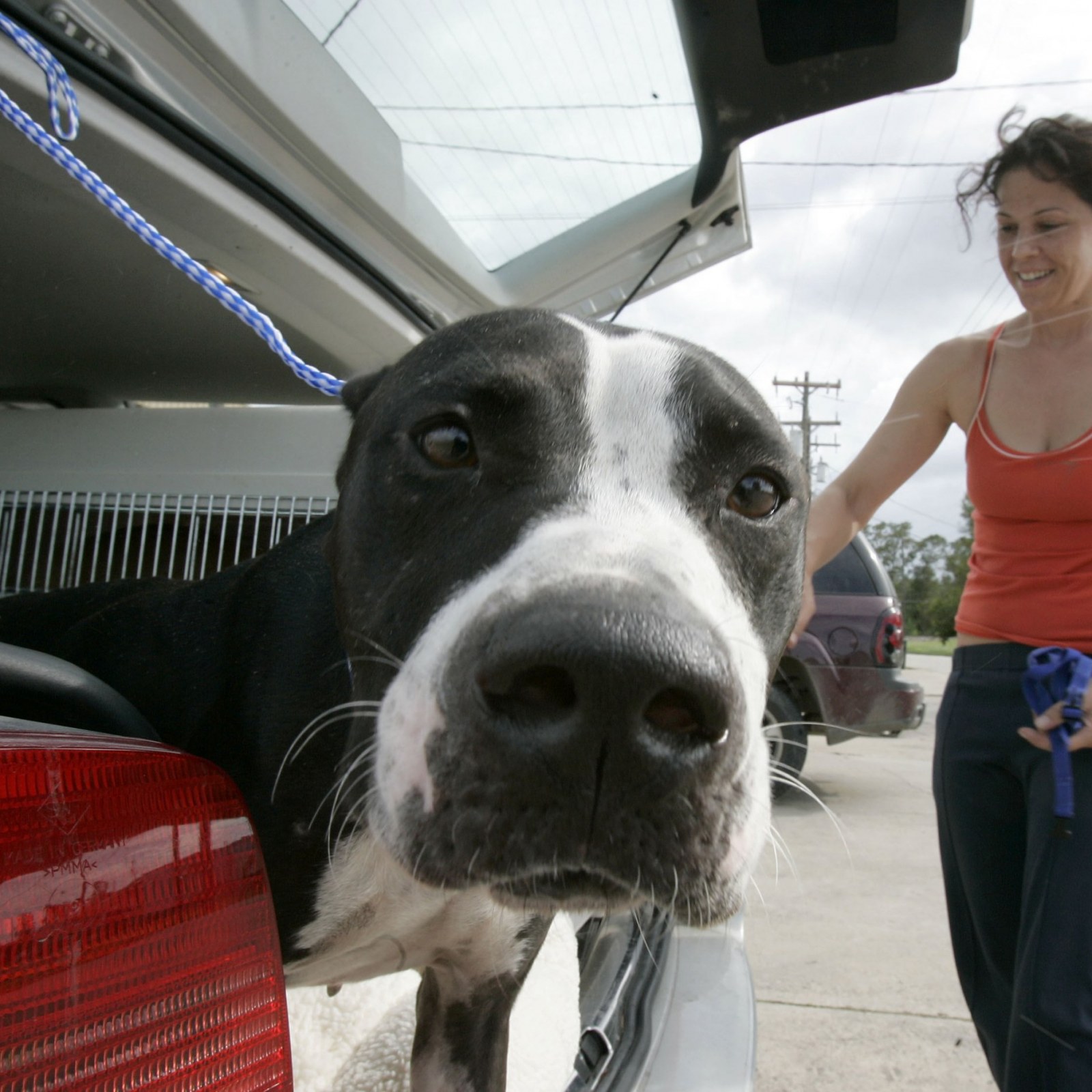 Labeling Dogs Pit Bulls Keeps Them In Shelters Study Images, Photos, Reviews