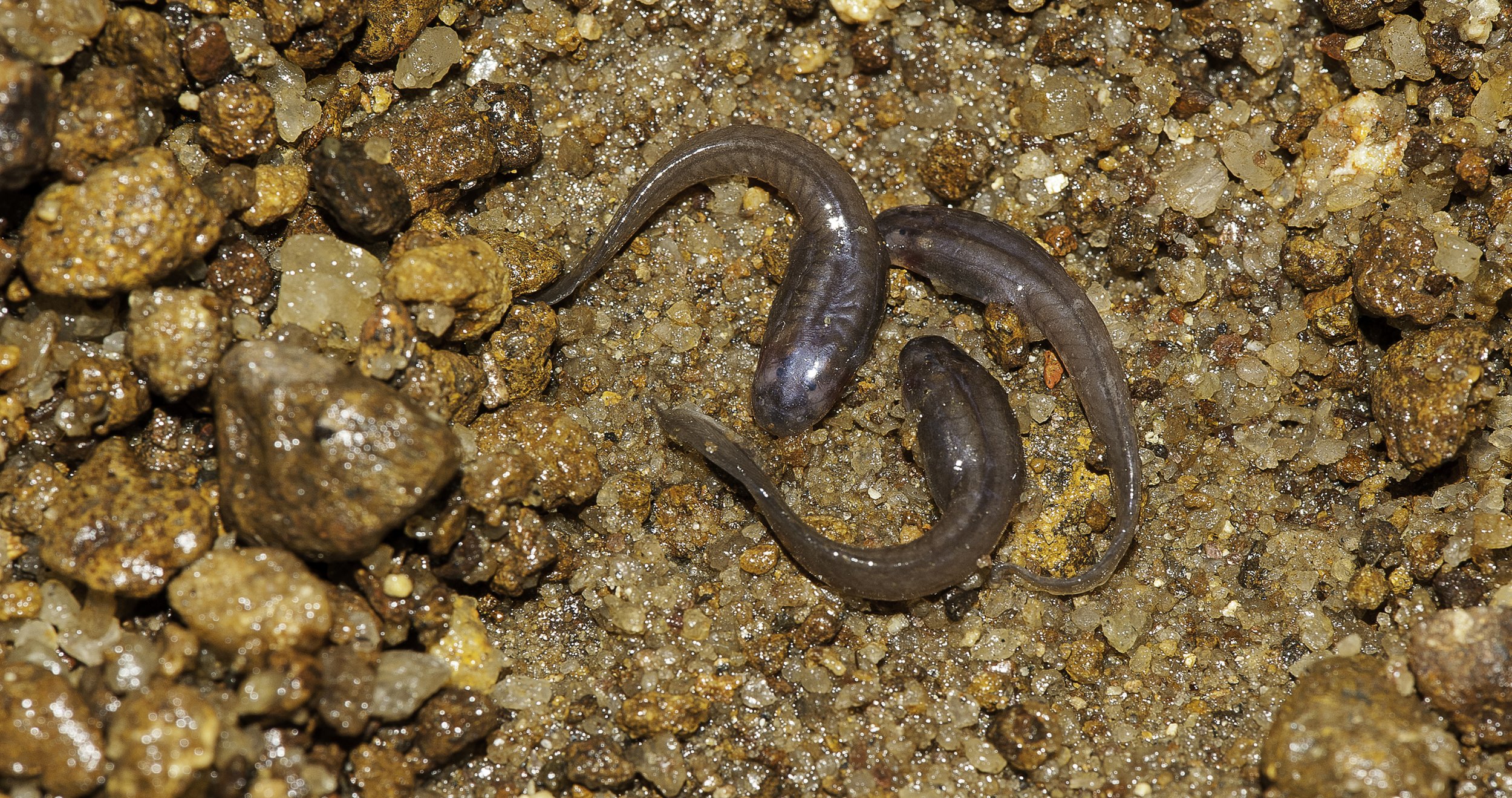 Tadpoles