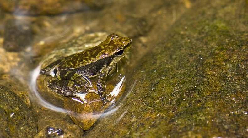 Kallar-dancing-frog