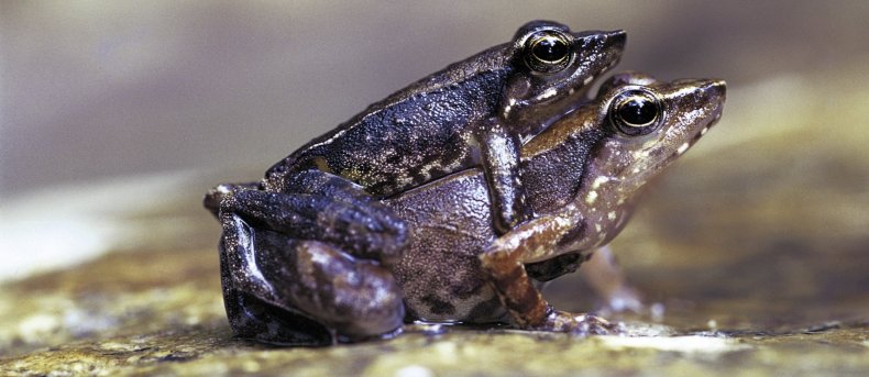 Kallar-frogs-mating