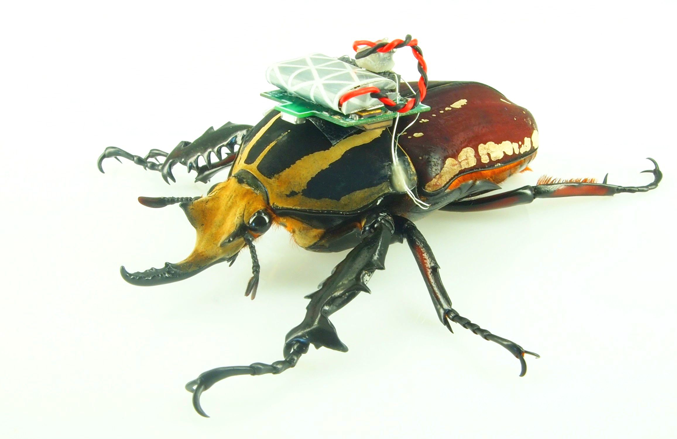 cyborg beetle computer NTU singapore