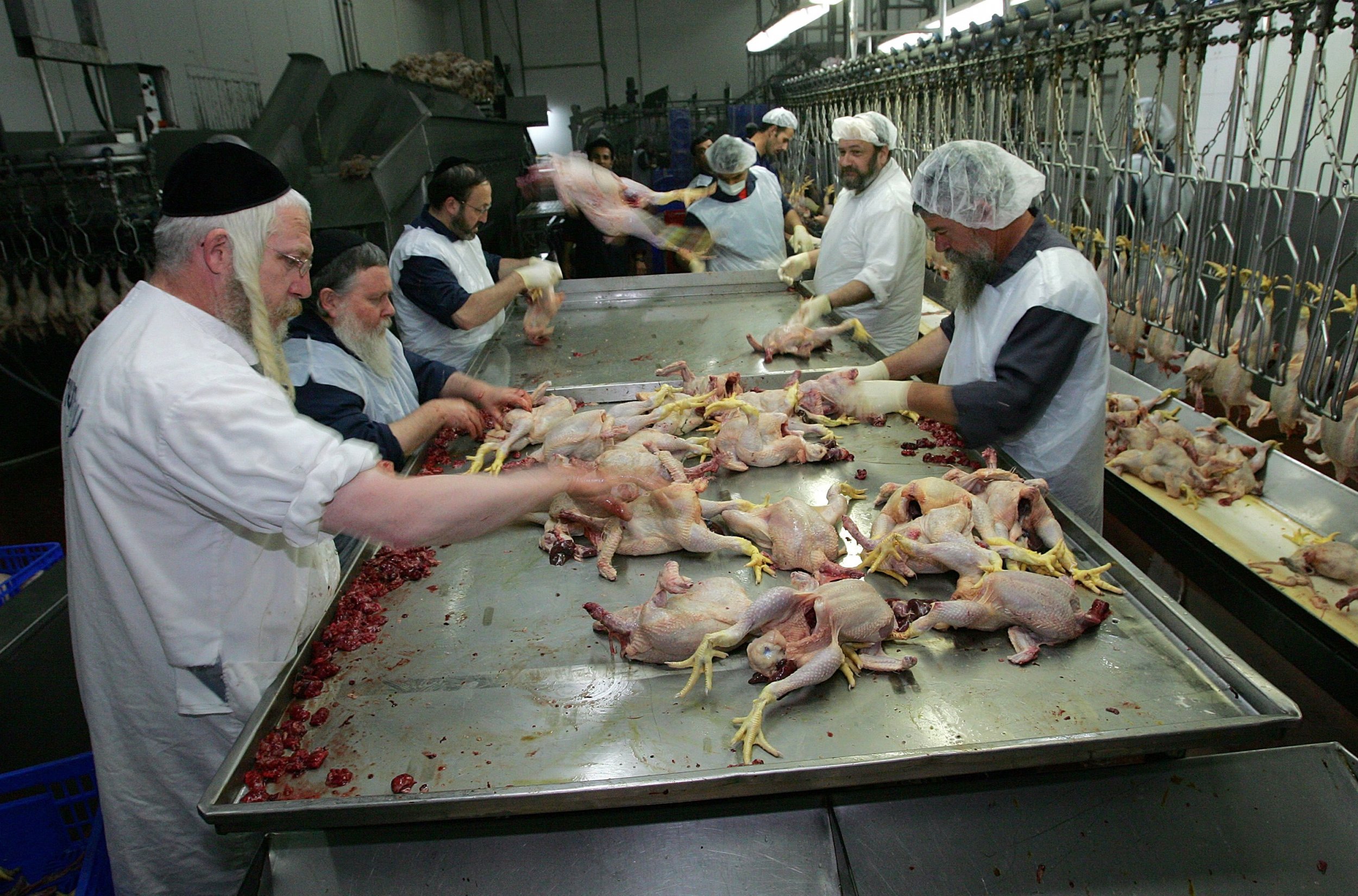 Israel Poultry Meat Palestinian