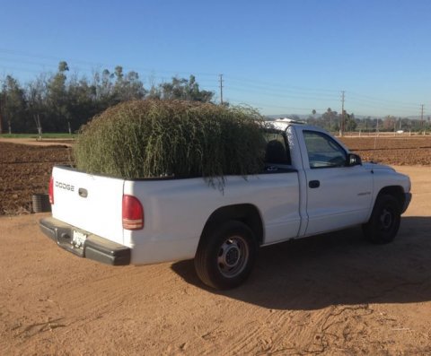 tumbleweed-truck