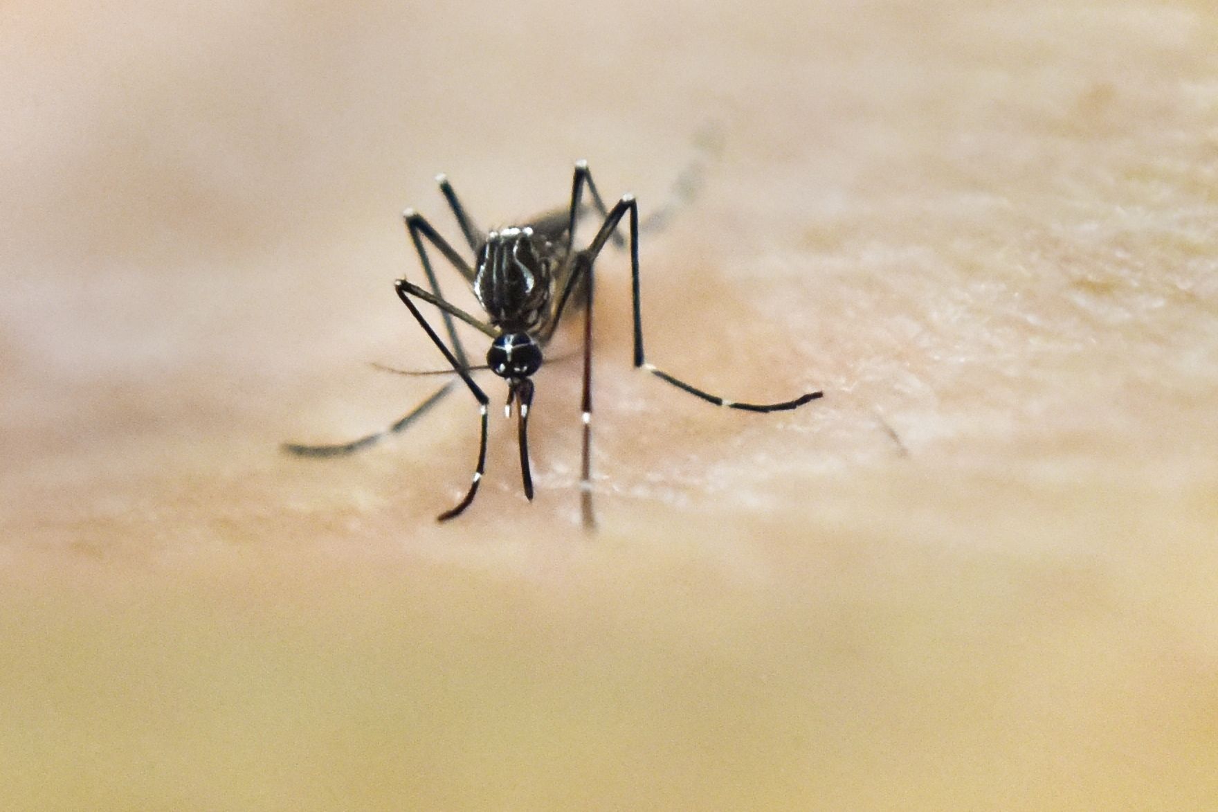 An Aedes Aegypti mosquito on human skin.