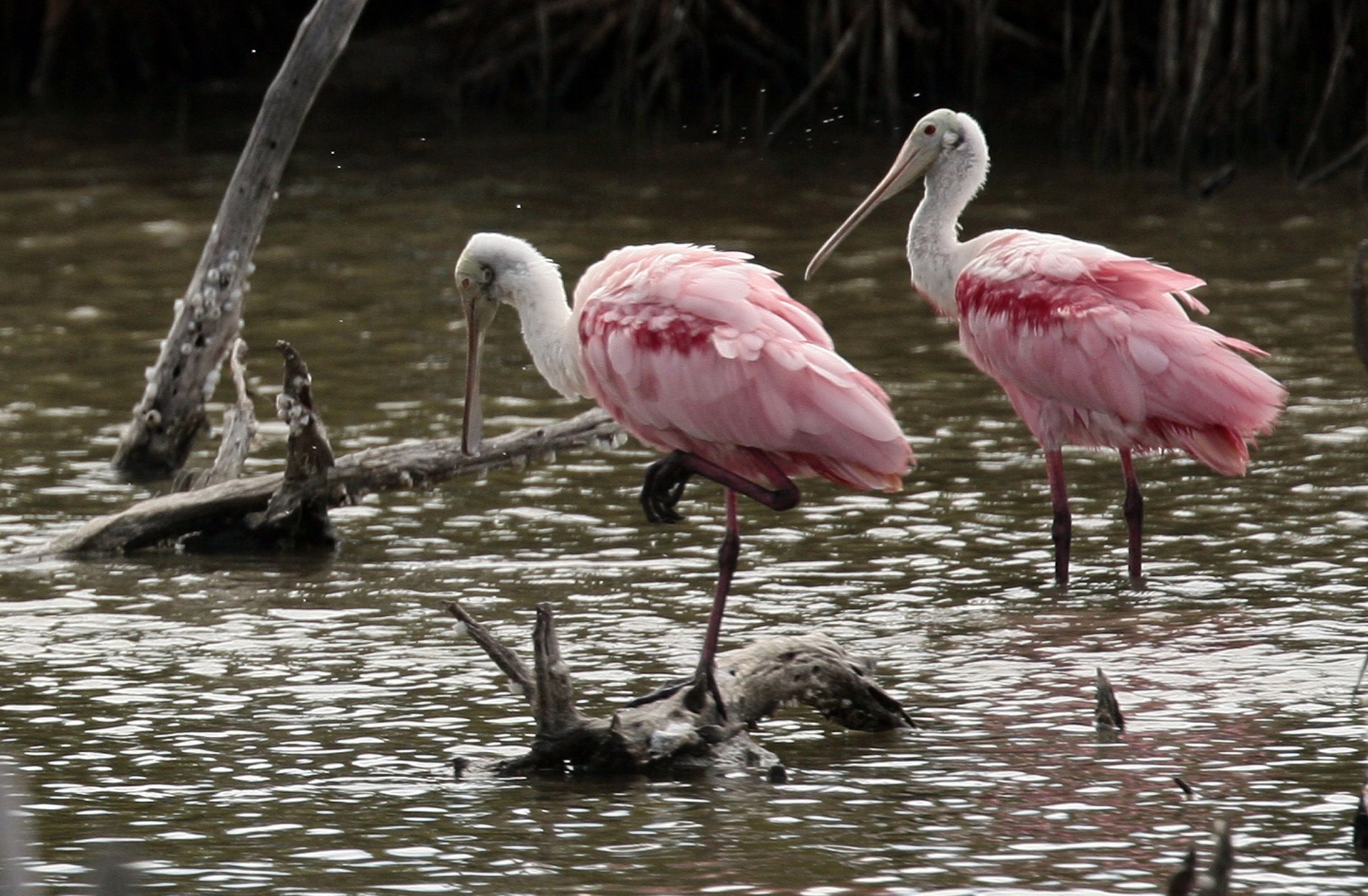 florida_unwed_couples_0407