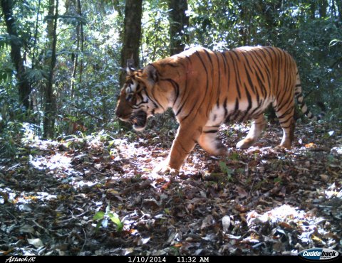 Bhutan-tiger