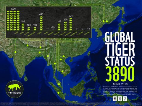 global tiger status infographic - april 2016